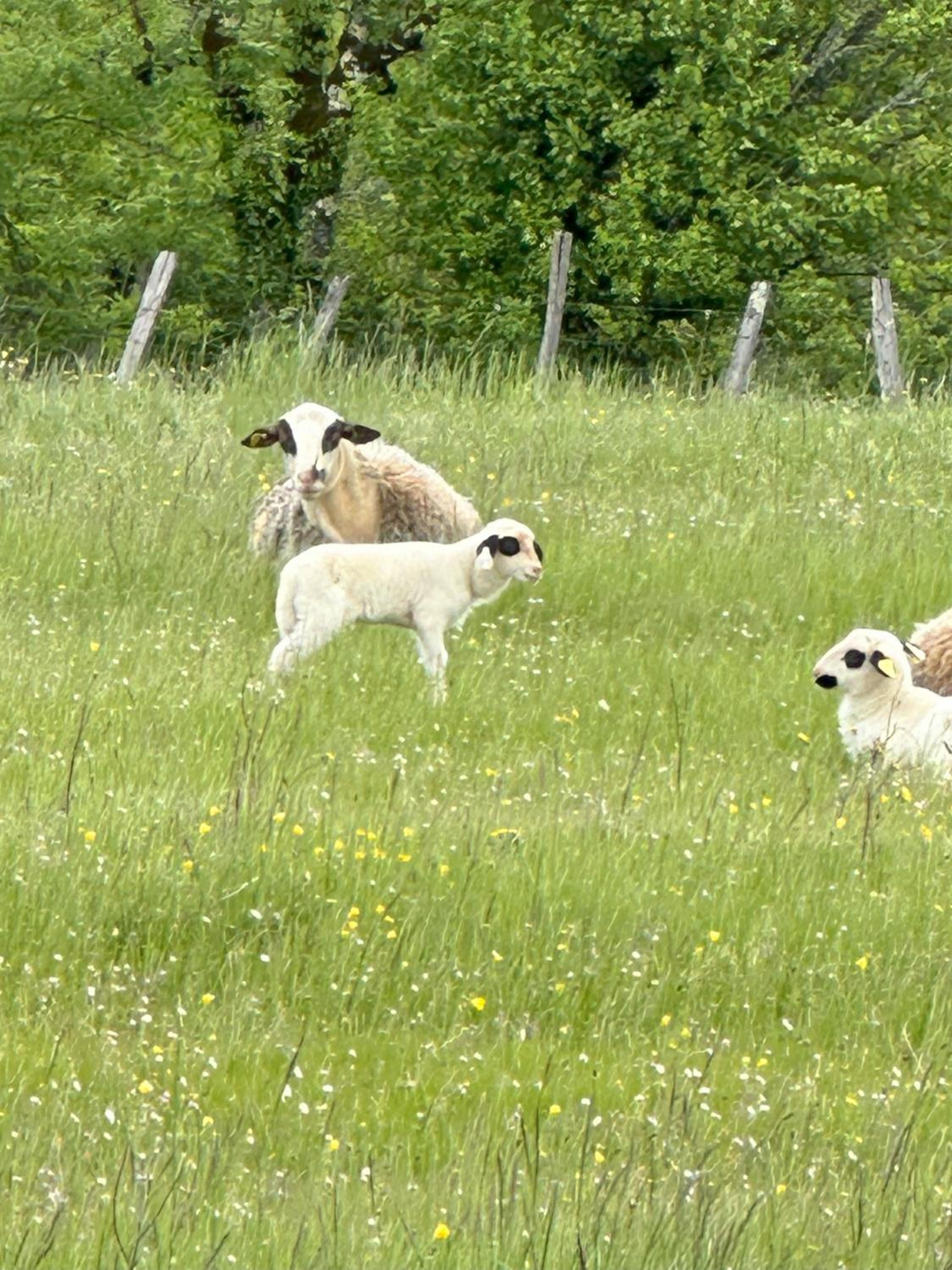 Les Hauts de Sauliès