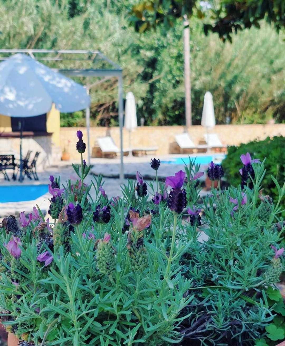 Savvas Apartments photo 2