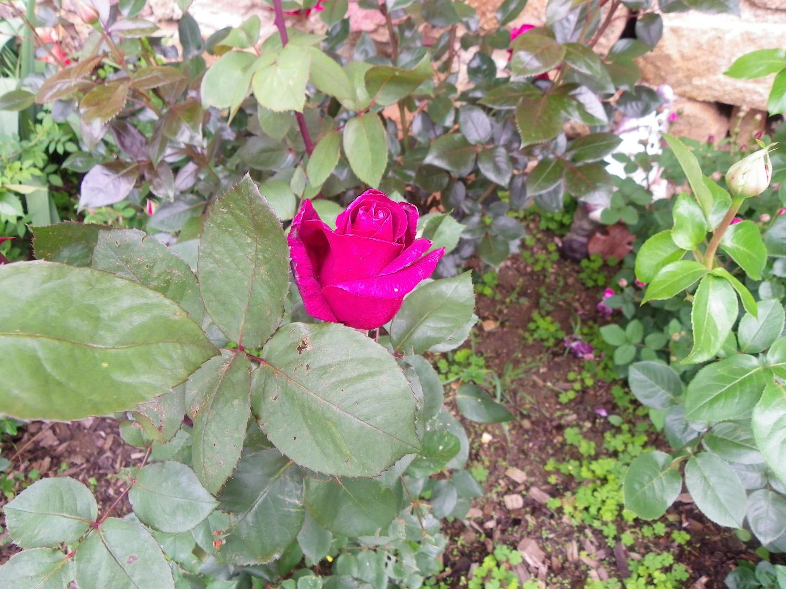 Photo 61