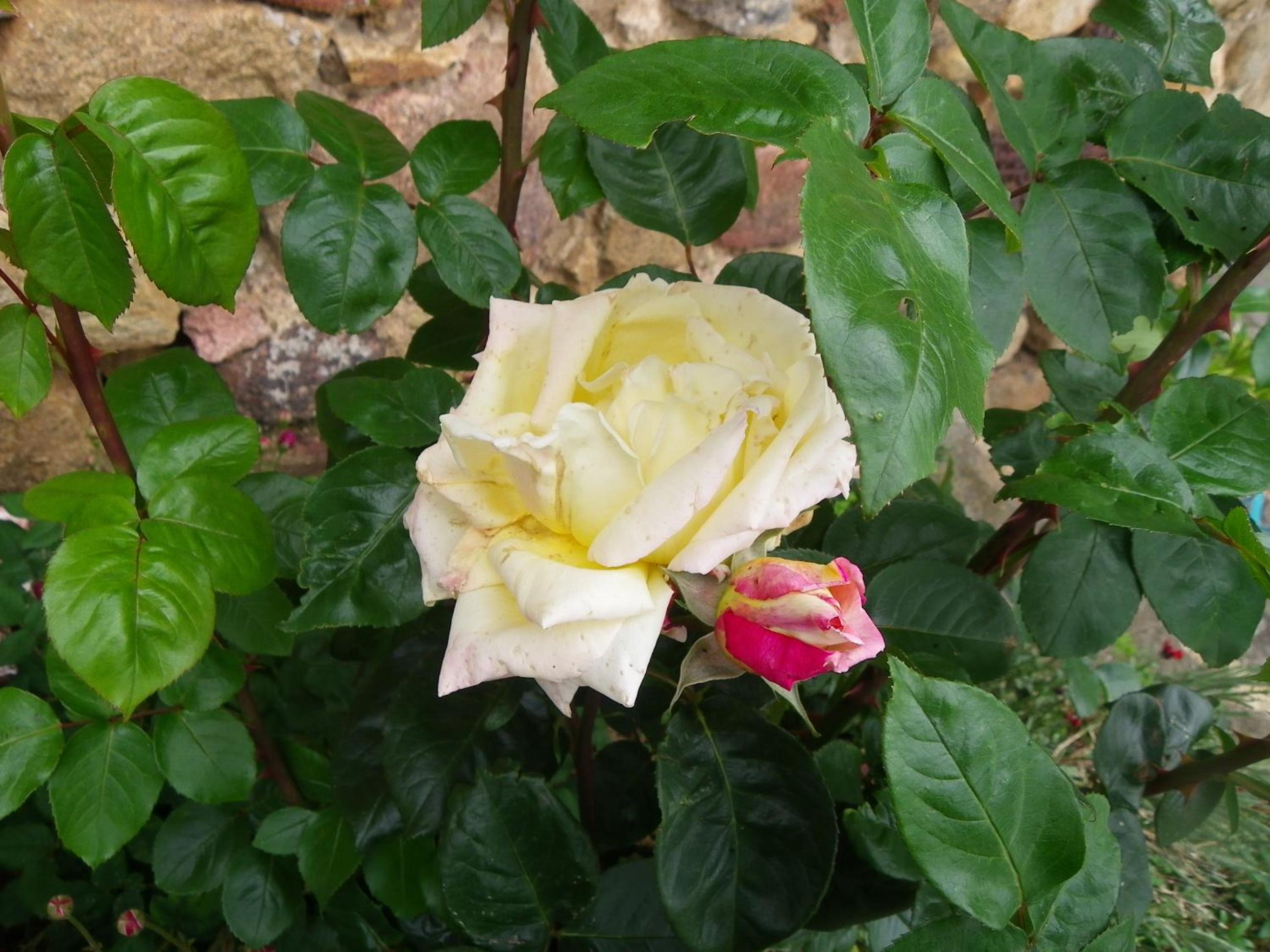 Photo 62