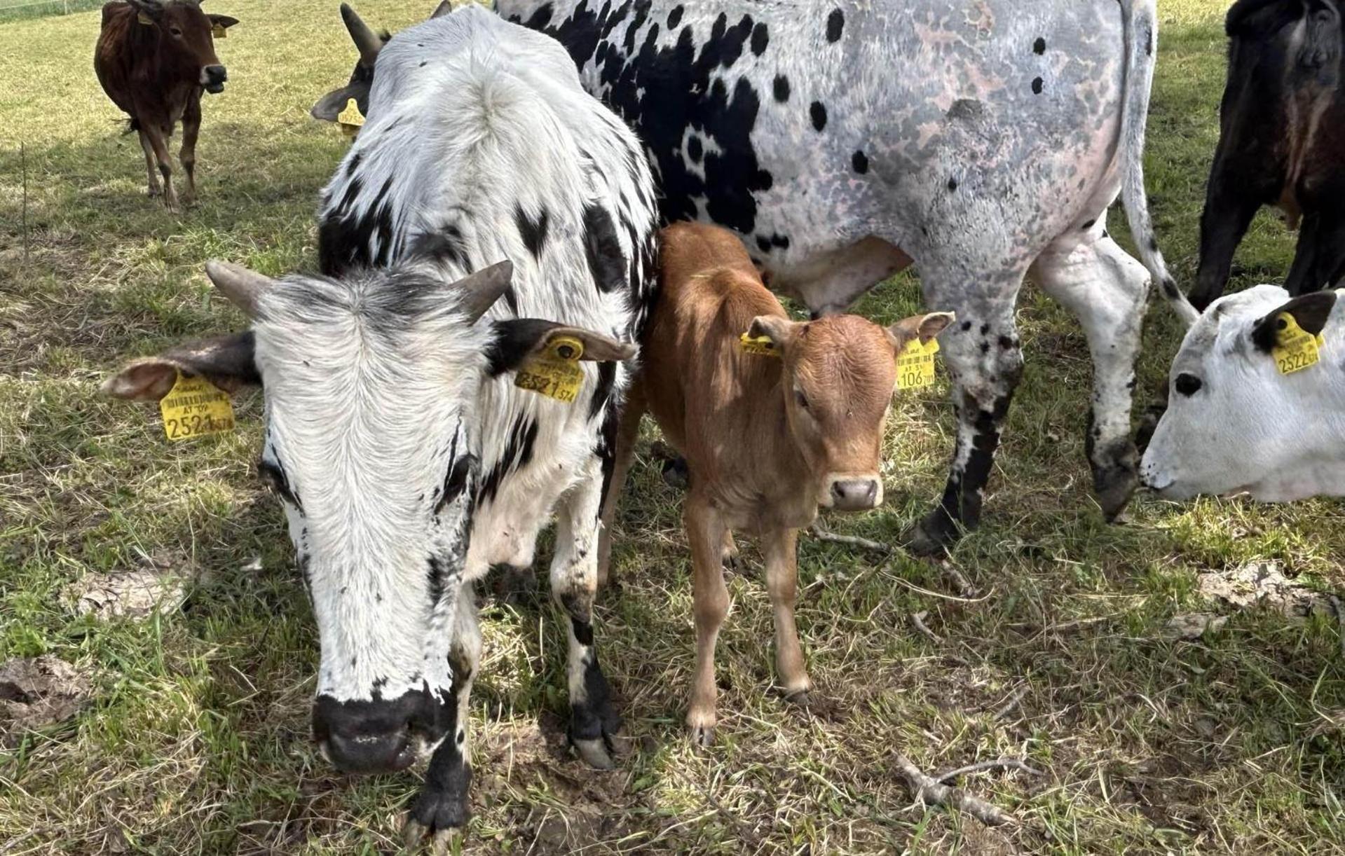 Photo 64