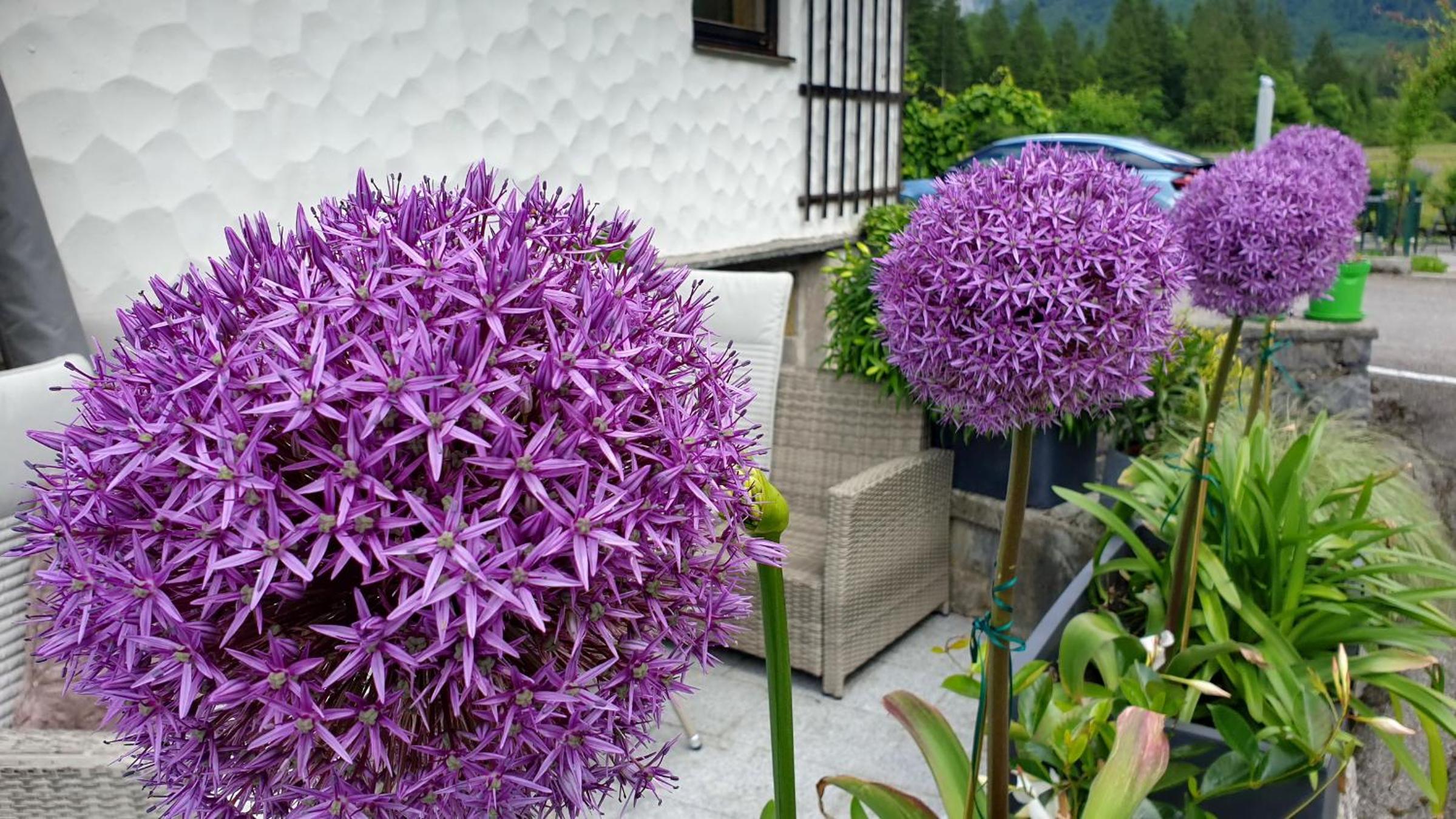 Haus Alpenblick