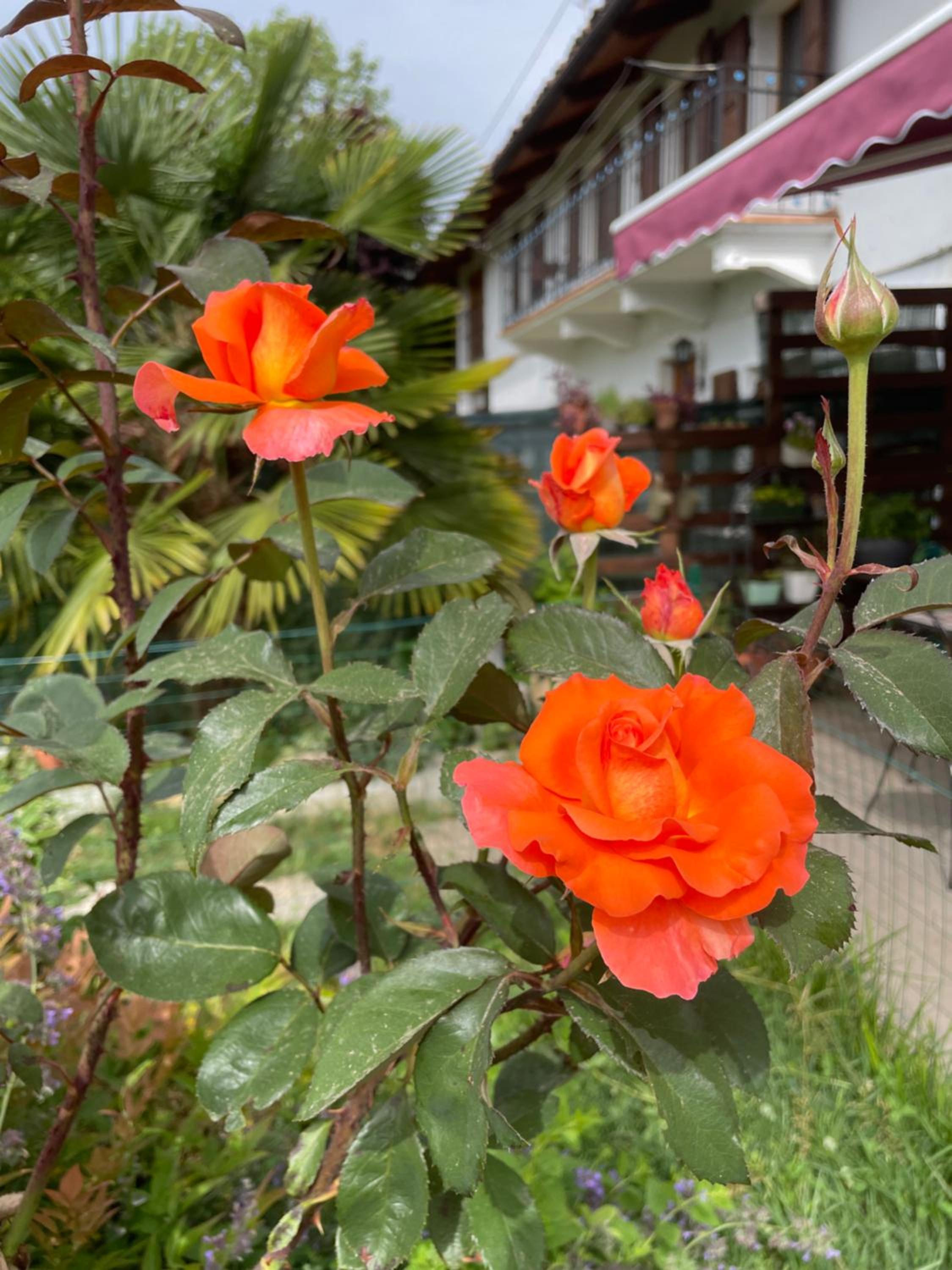 B&B Cascina Dei Levrieri