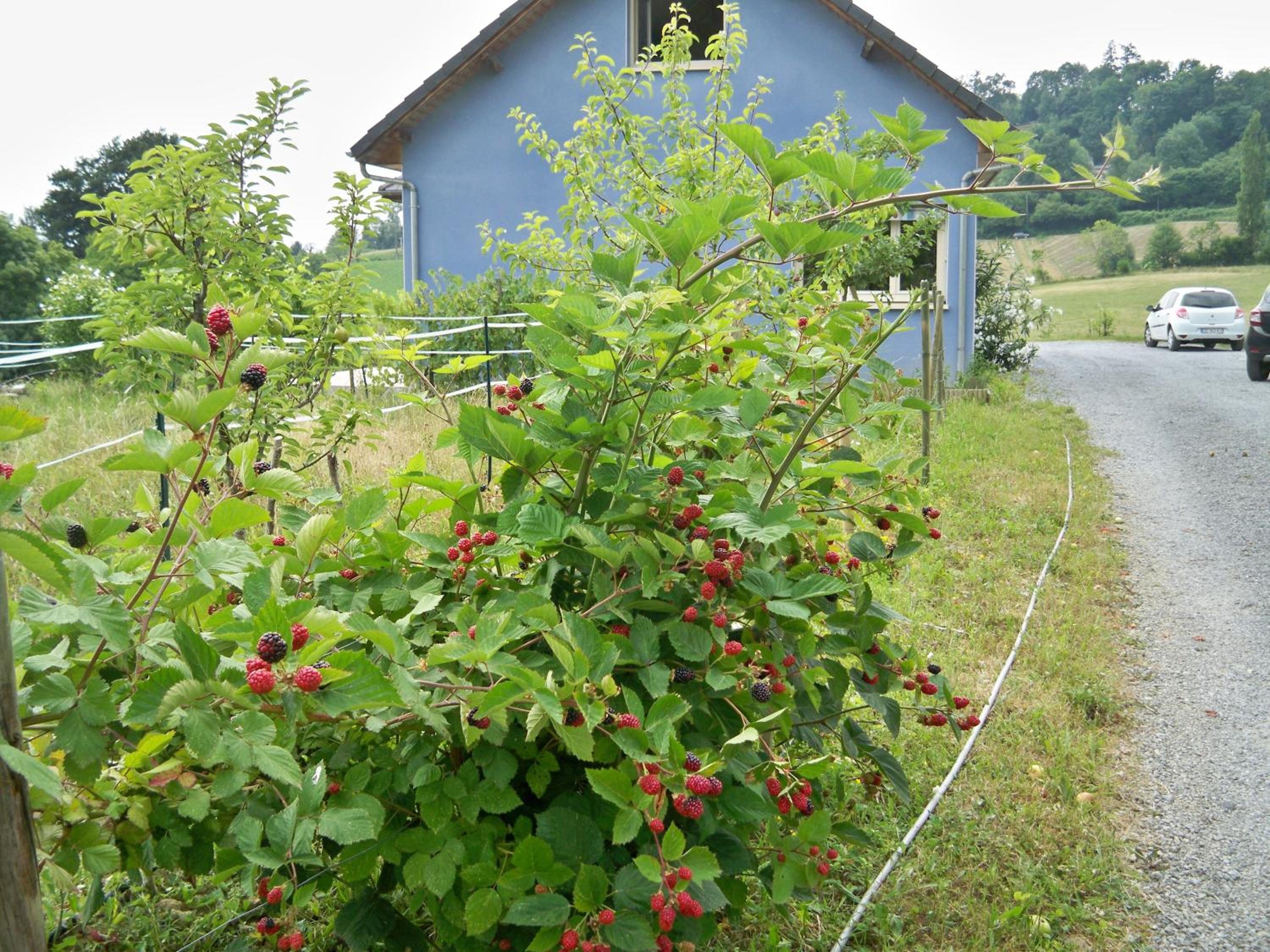 Photo 15