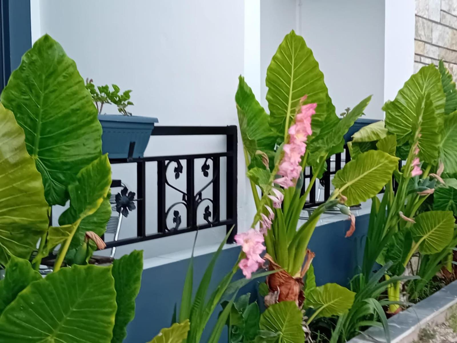 Villa Allkushi