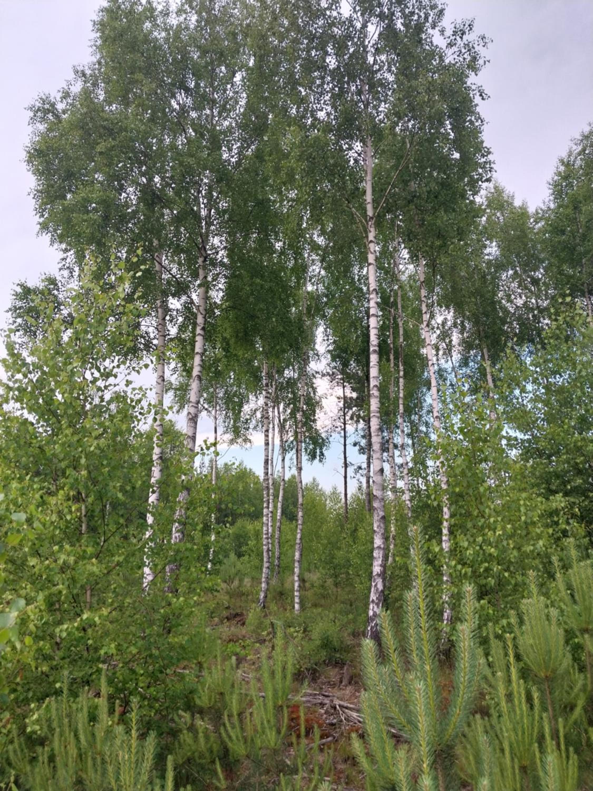 Photo 29