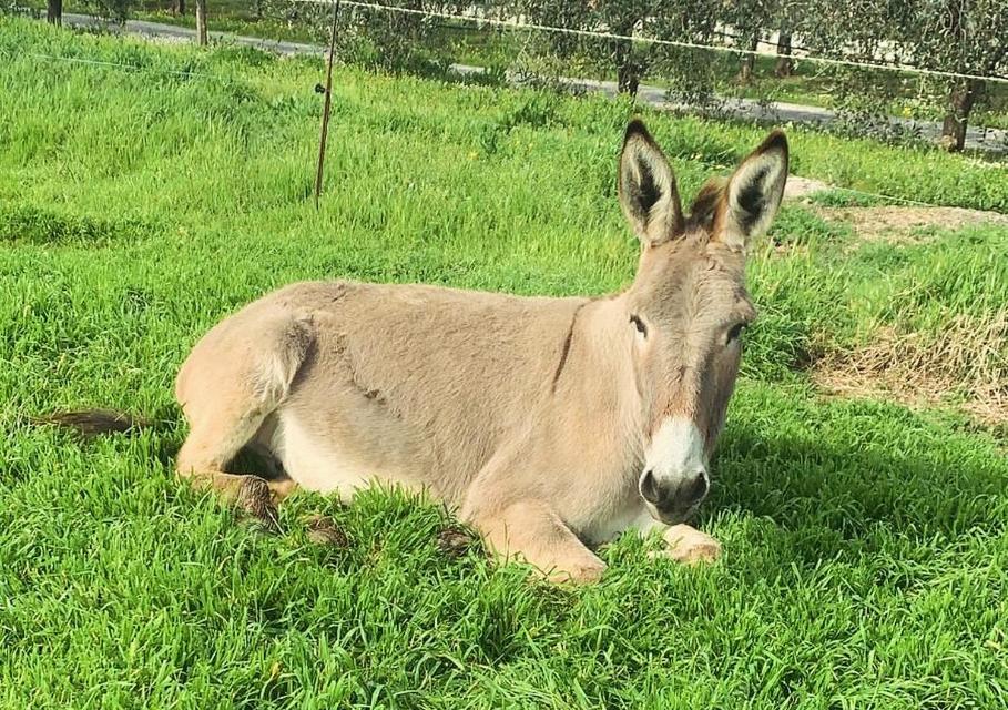 Agriturismo Il Puntoncino