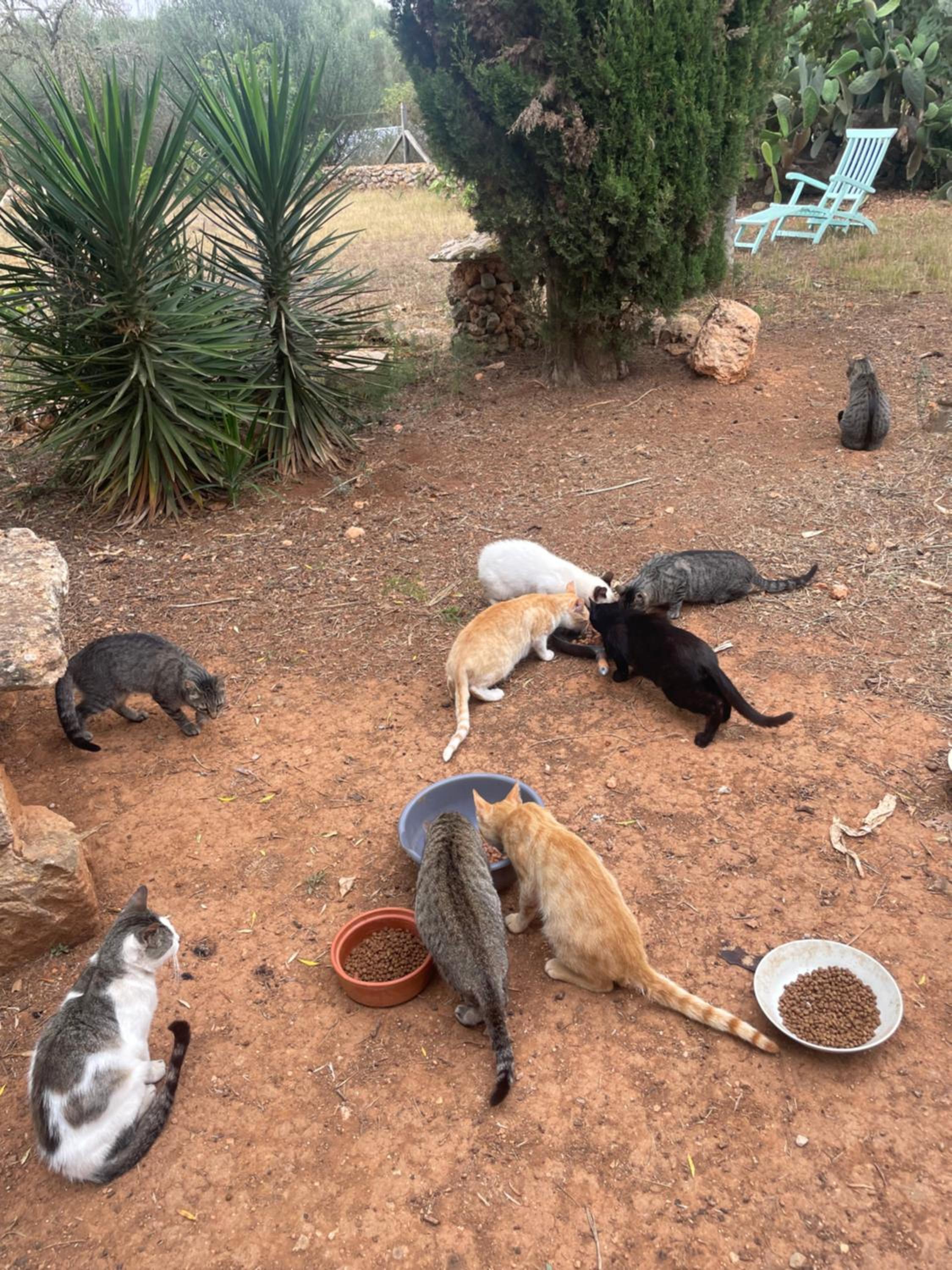 Kleine Finca mit privatem Pool und Klima, ruhige Lage photo 4