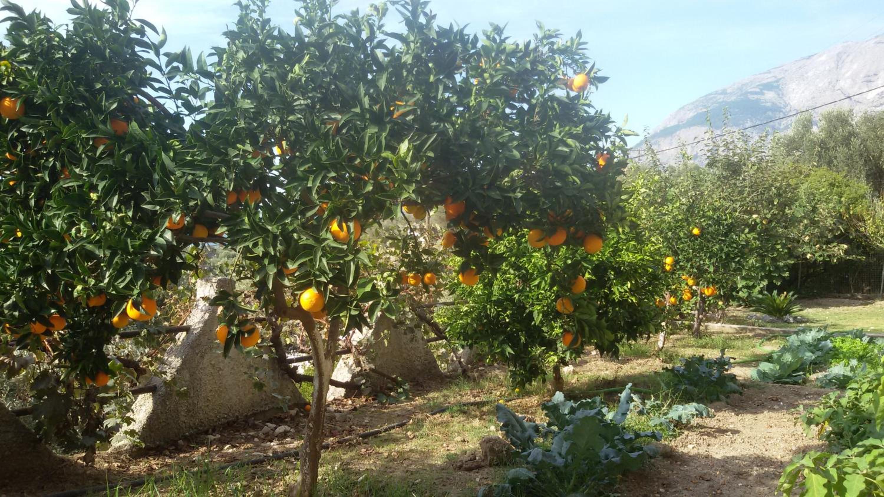 Garden