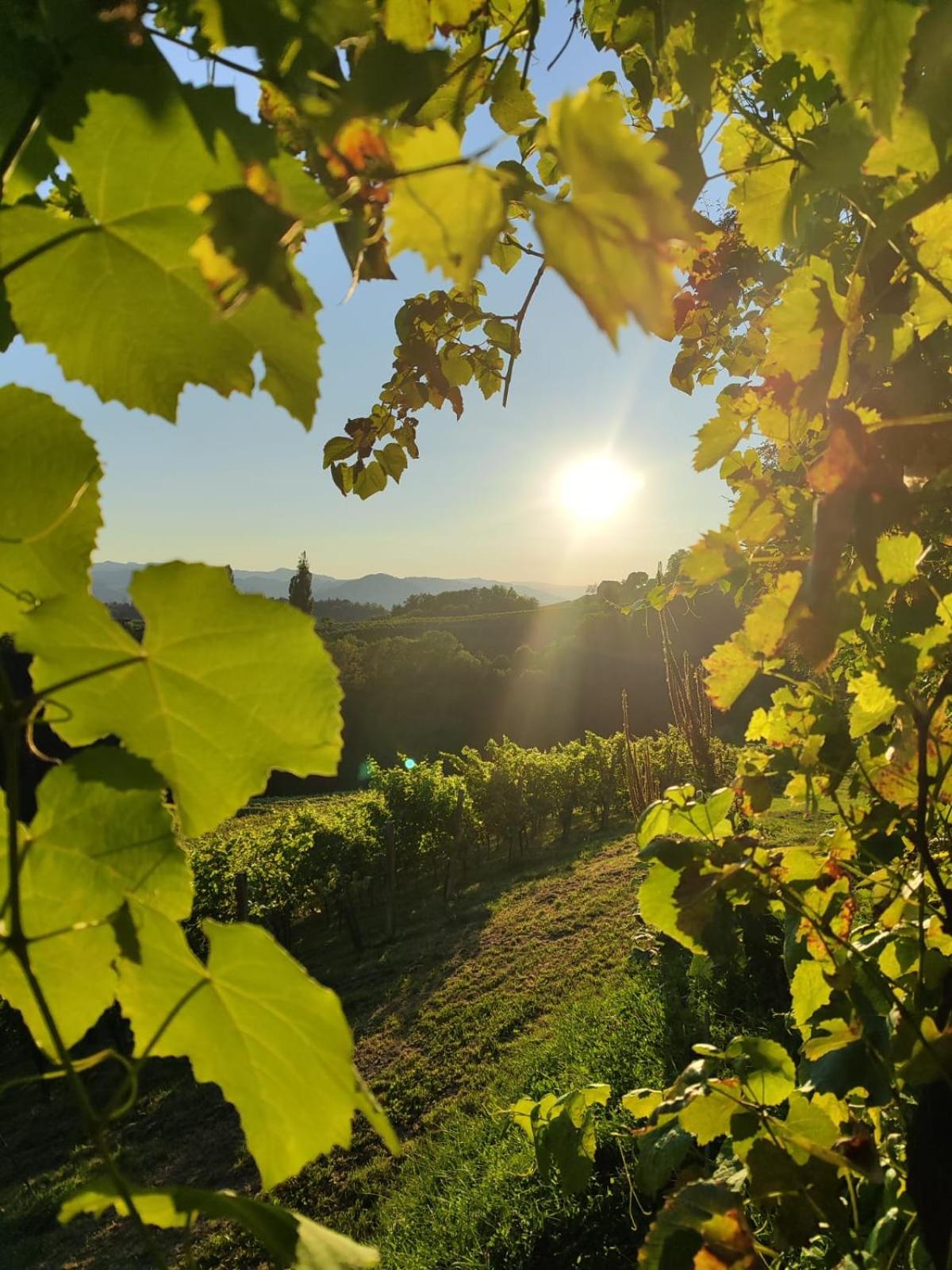 Weingut Fellner