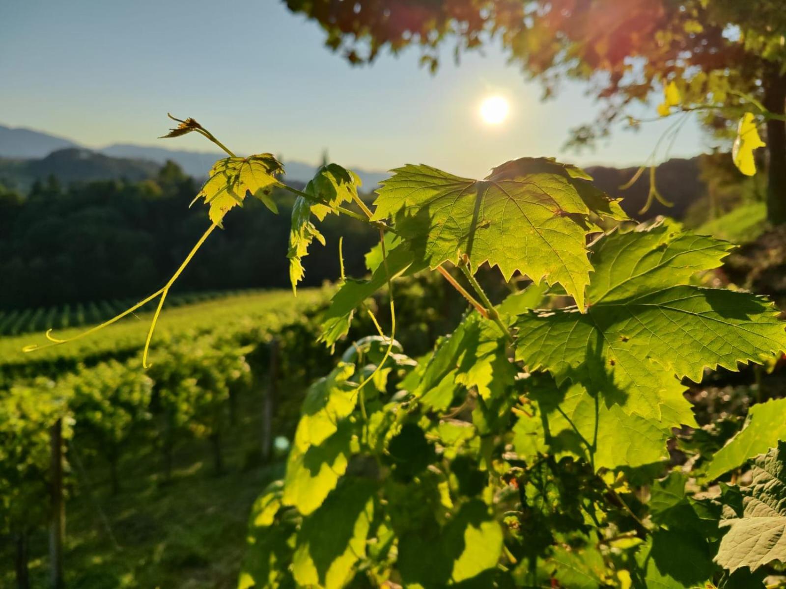 Weingut Fellner