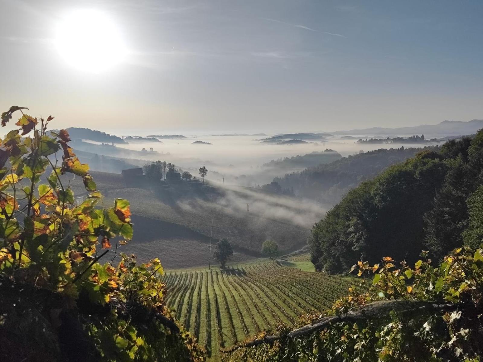 Weingut Fellner