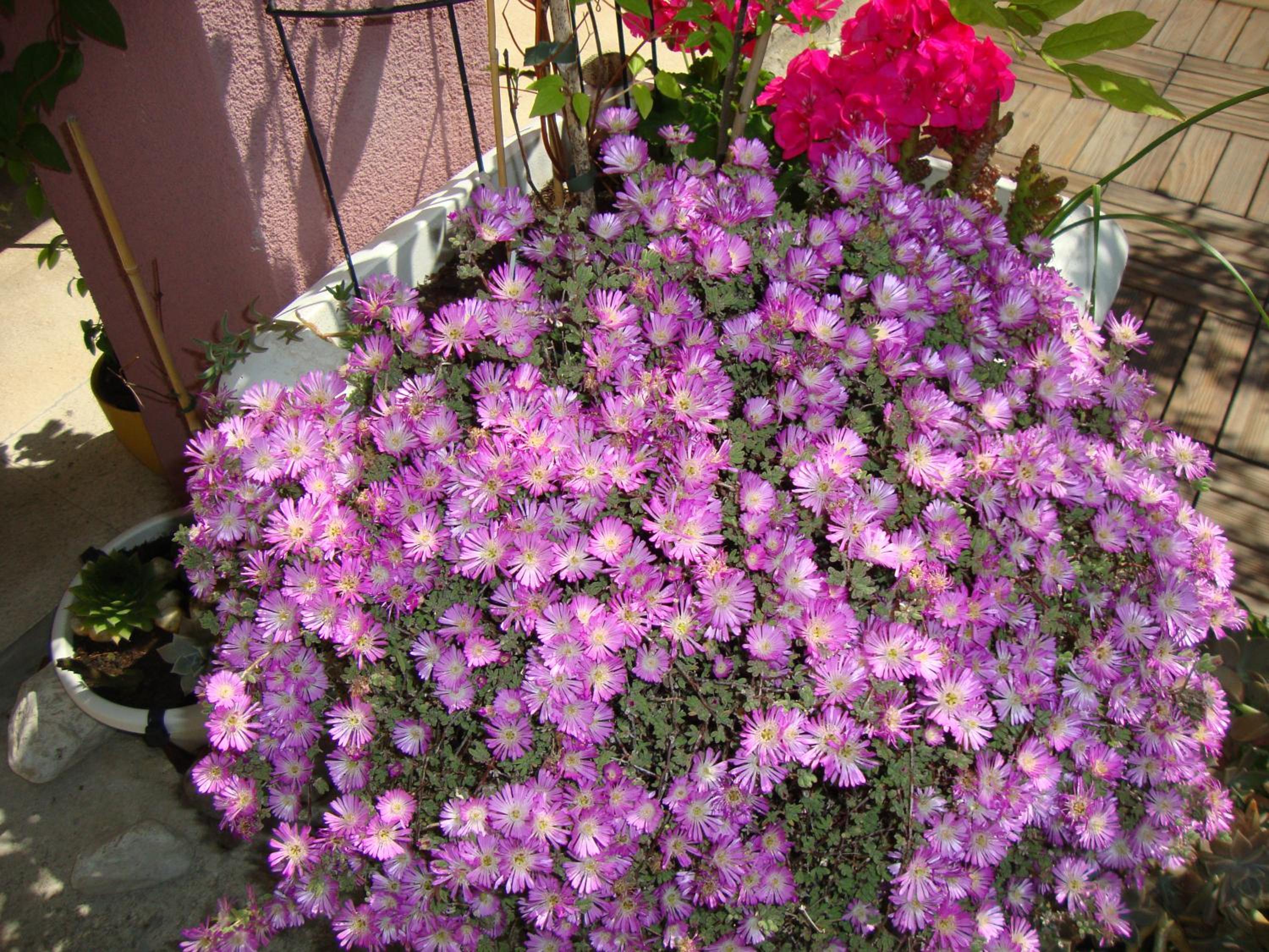 Photo 46
