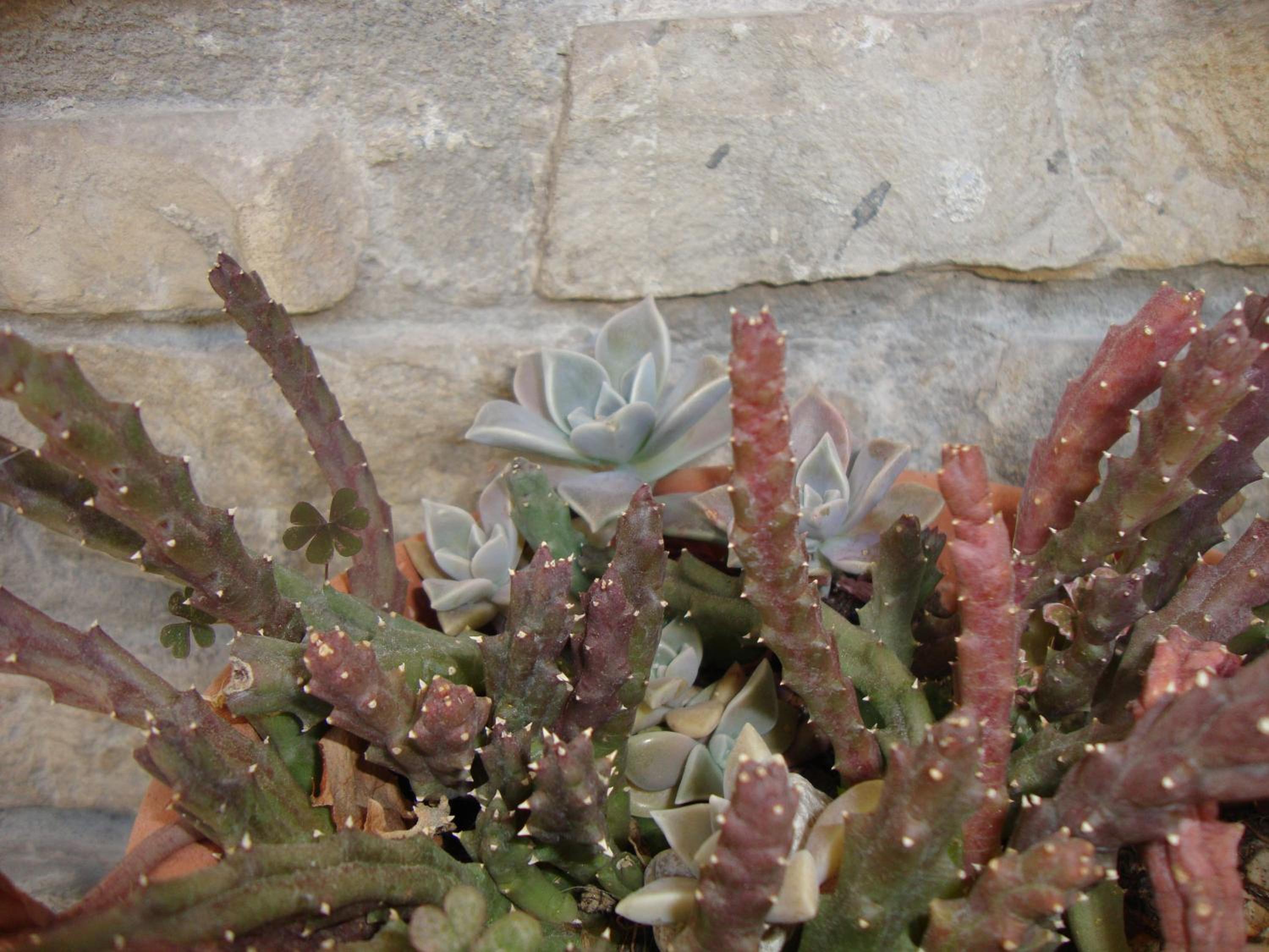 Photo 44