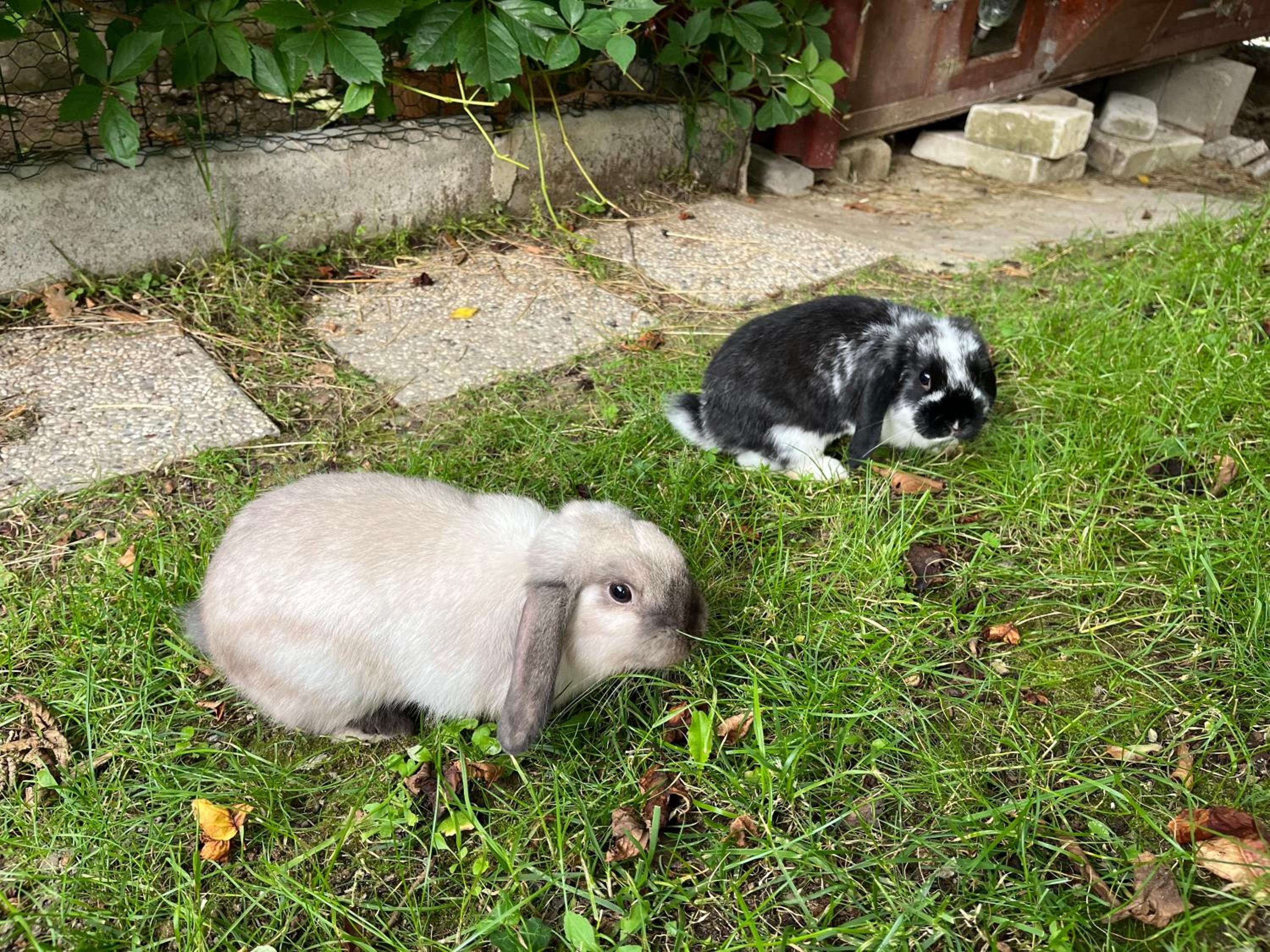 Photo 28