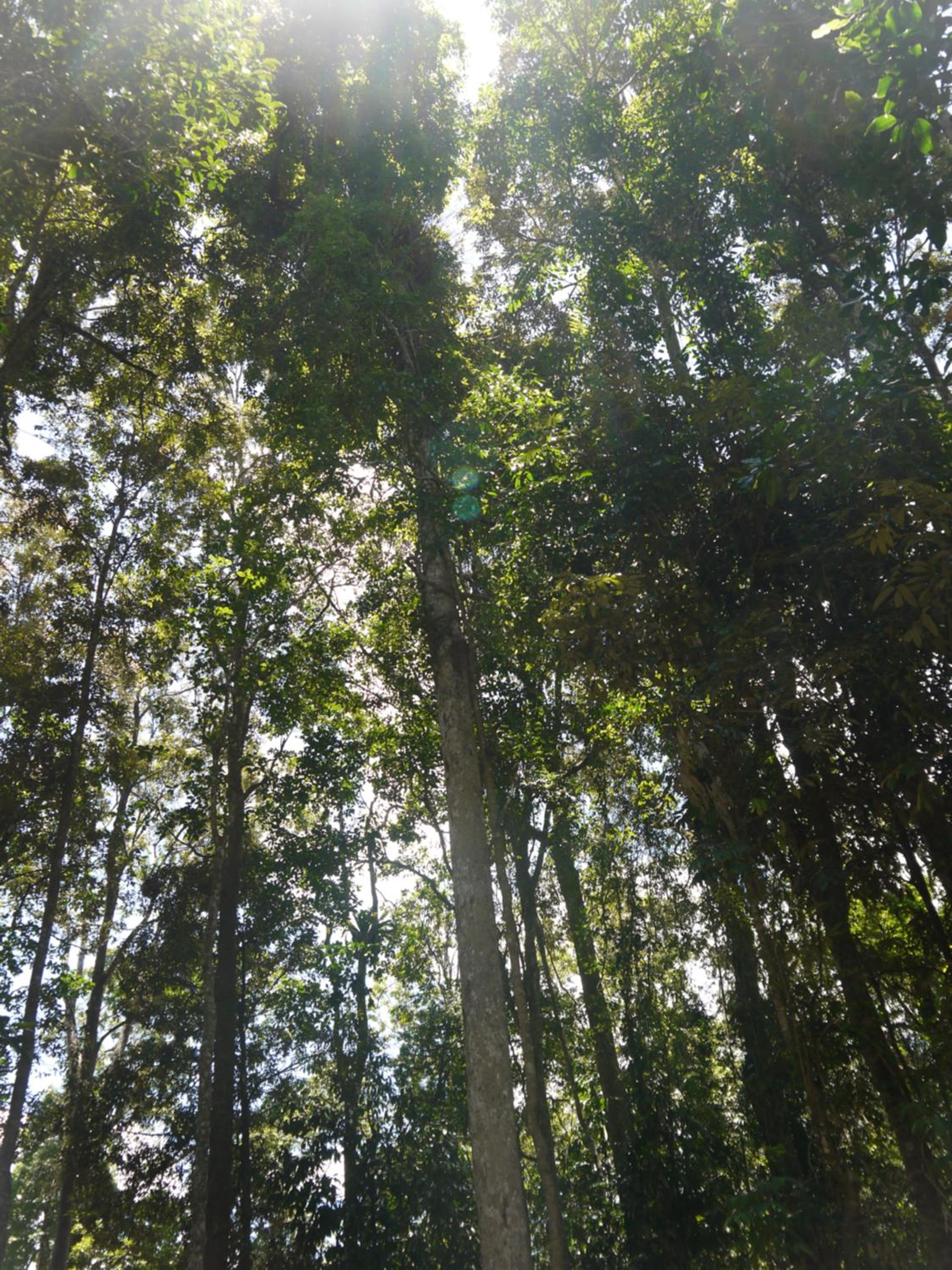 Figtree Getaway
