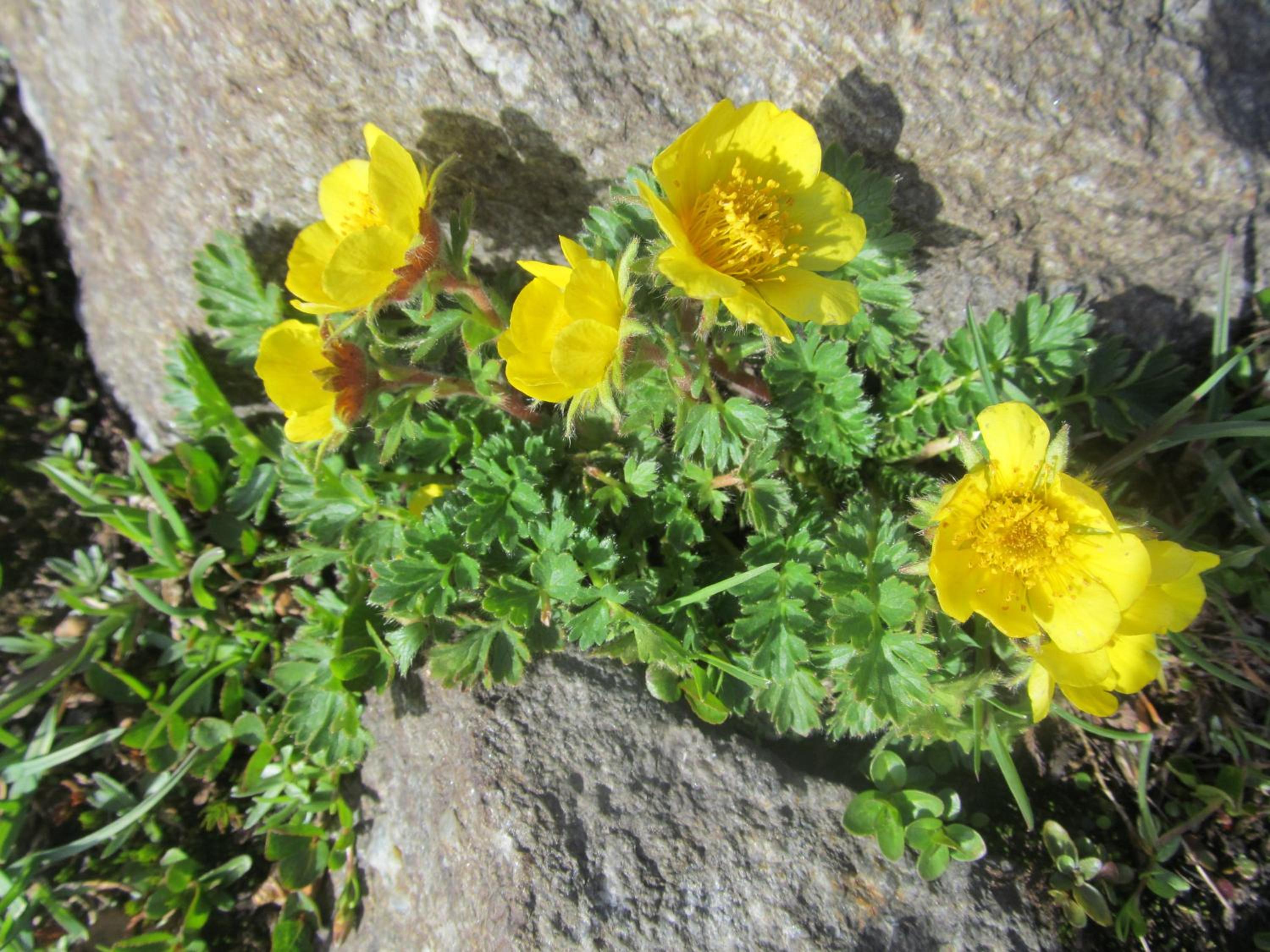 Klampererhof