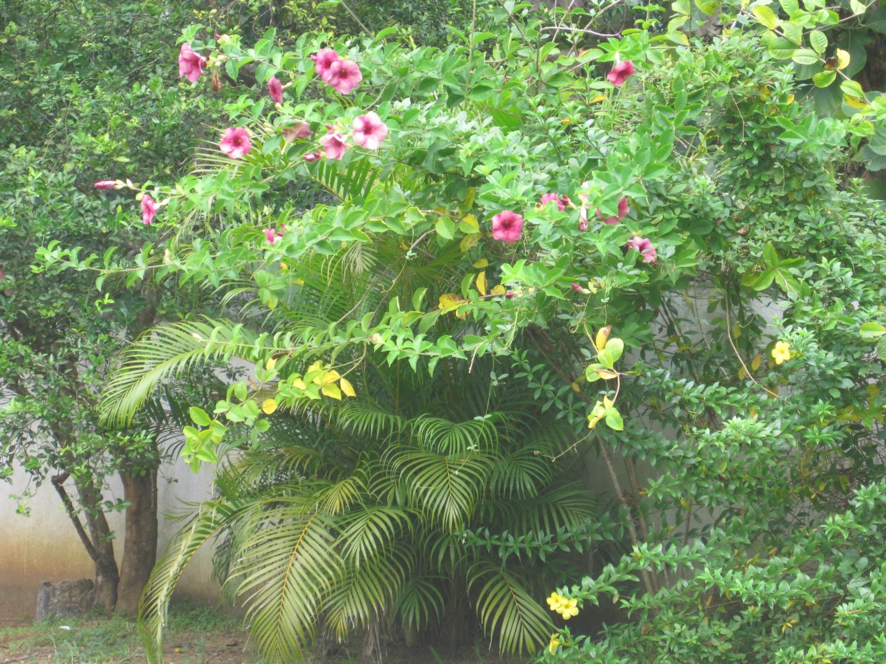Photo 48