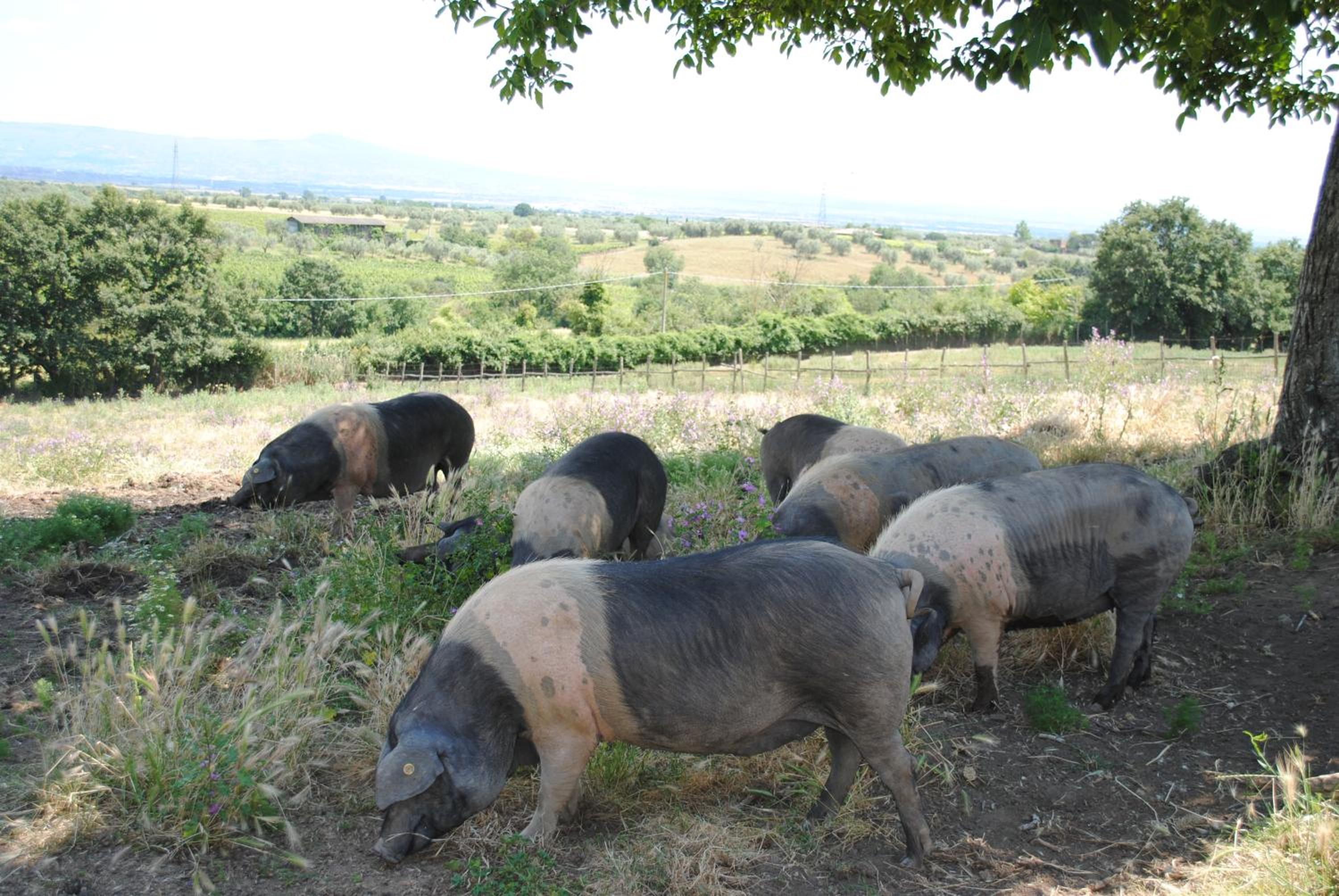 Agriturismo Tenuta Serpepe