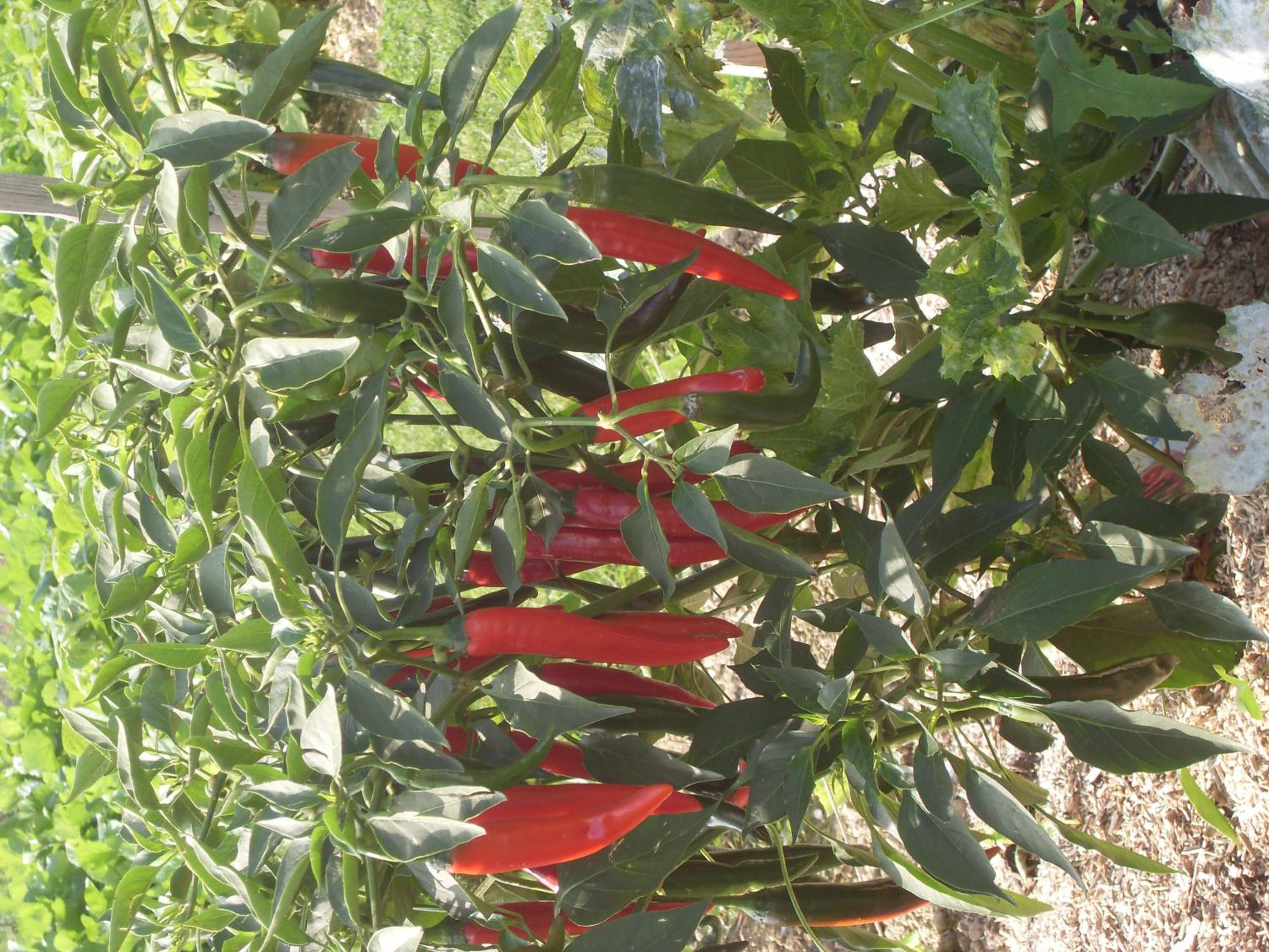 Photo 17