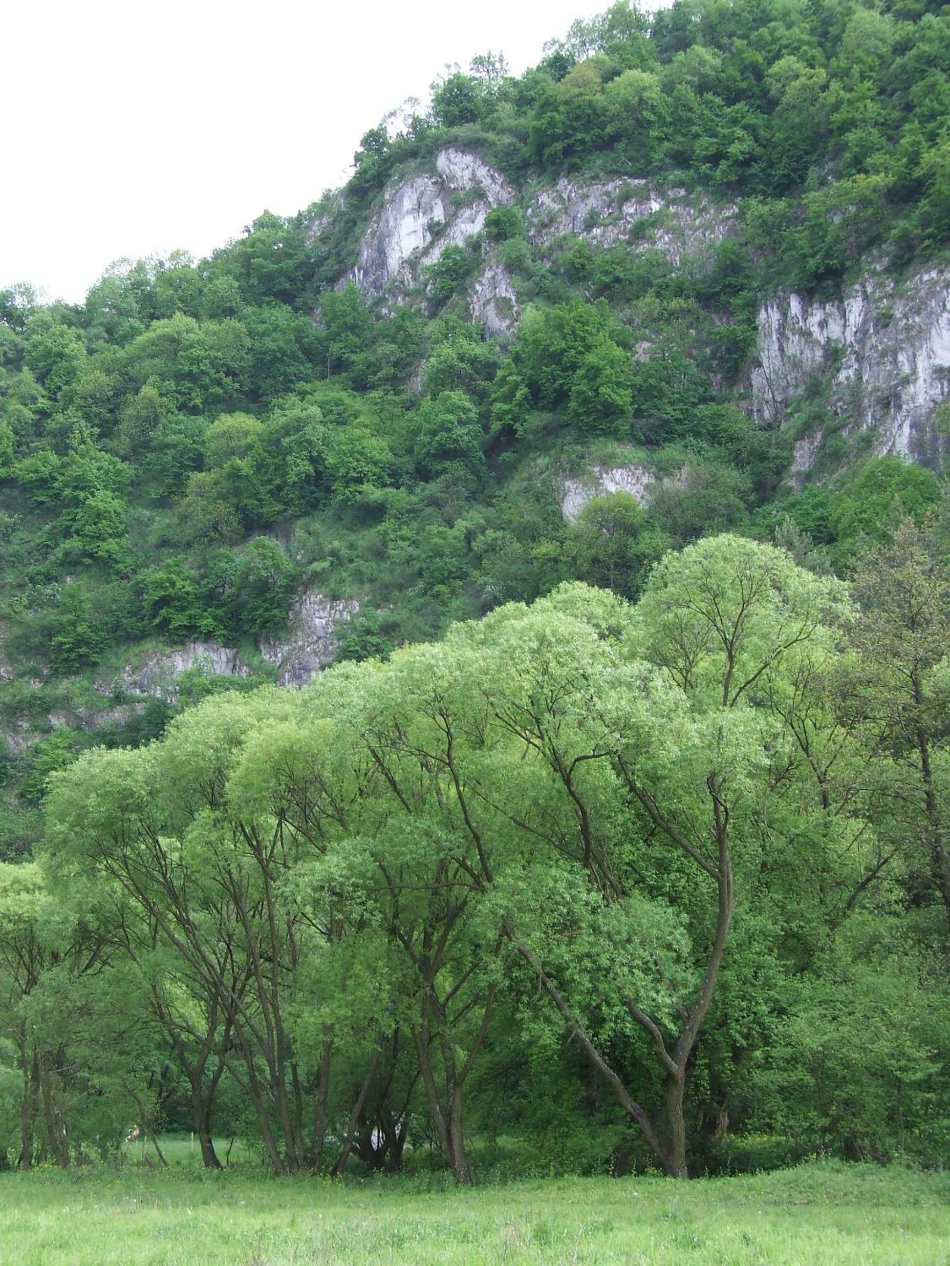 Photo 29