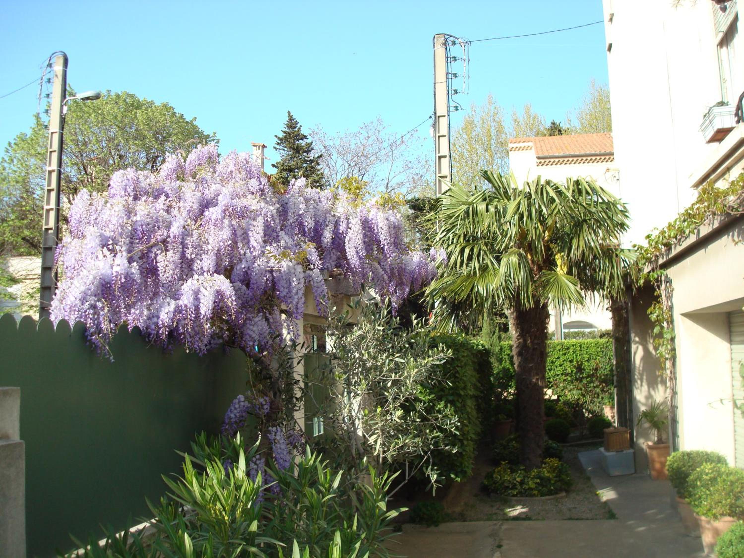 Arles les Alyscamps