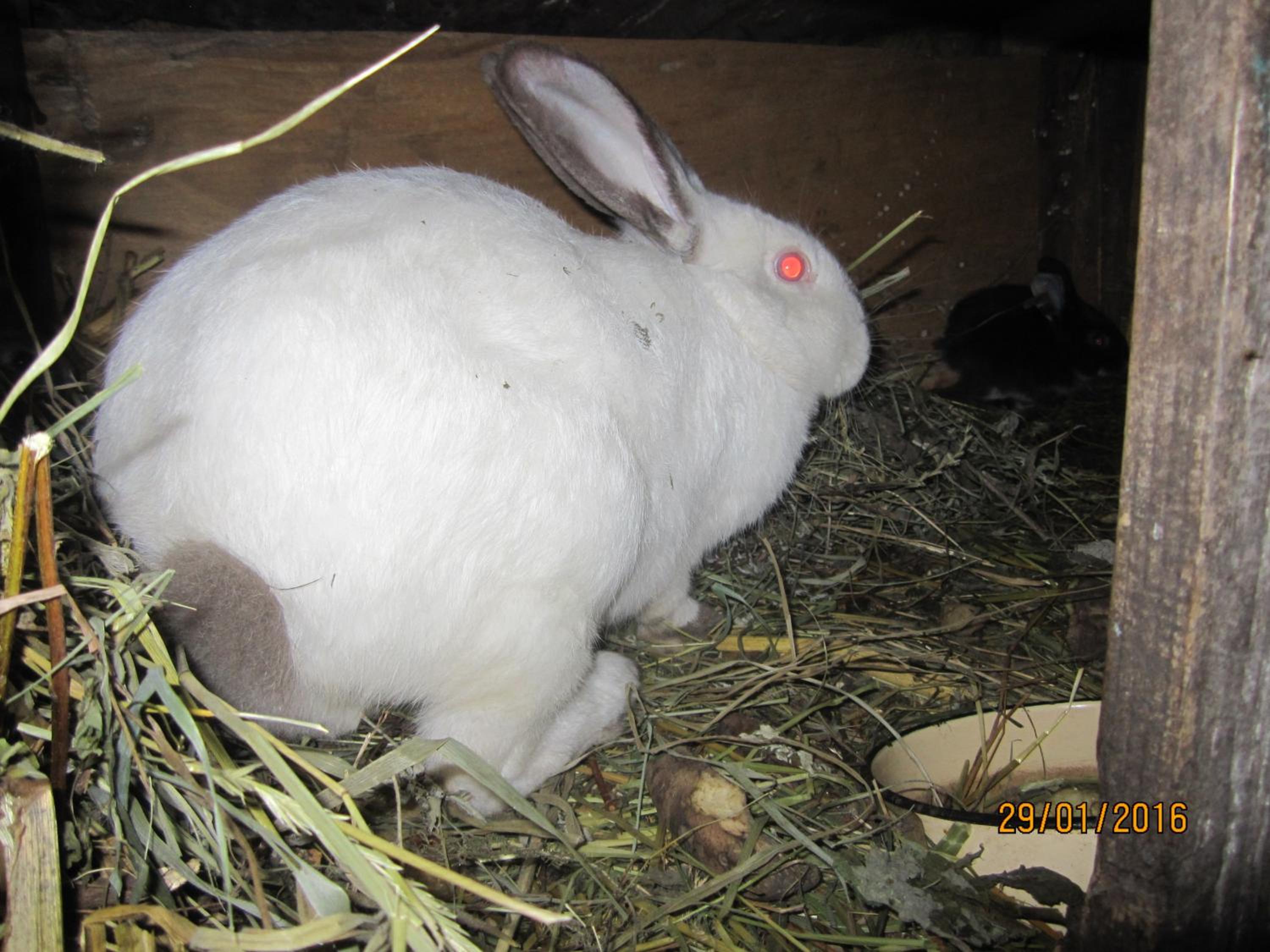Photo 104