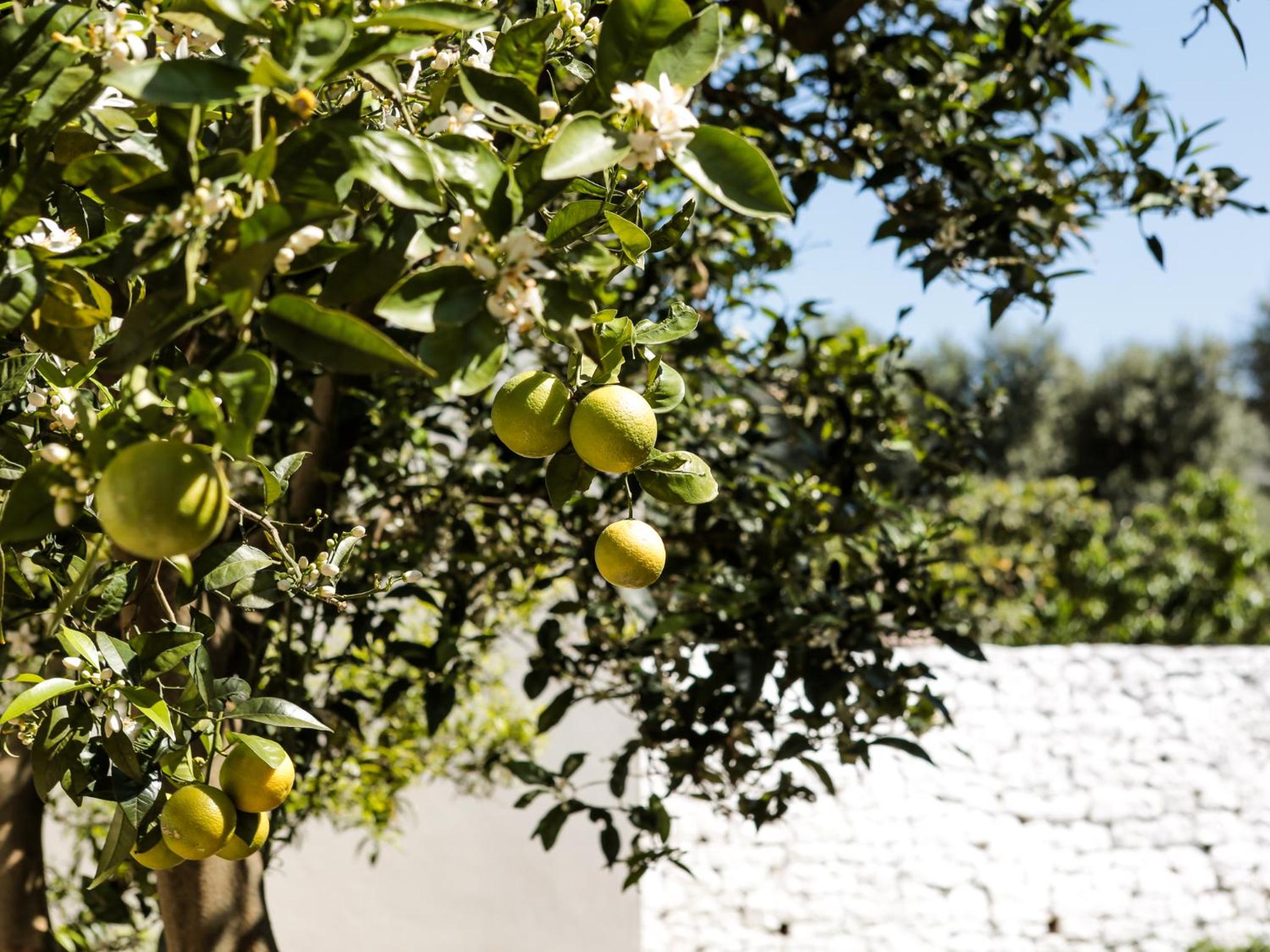 B&B La Collina Degli Ulivi