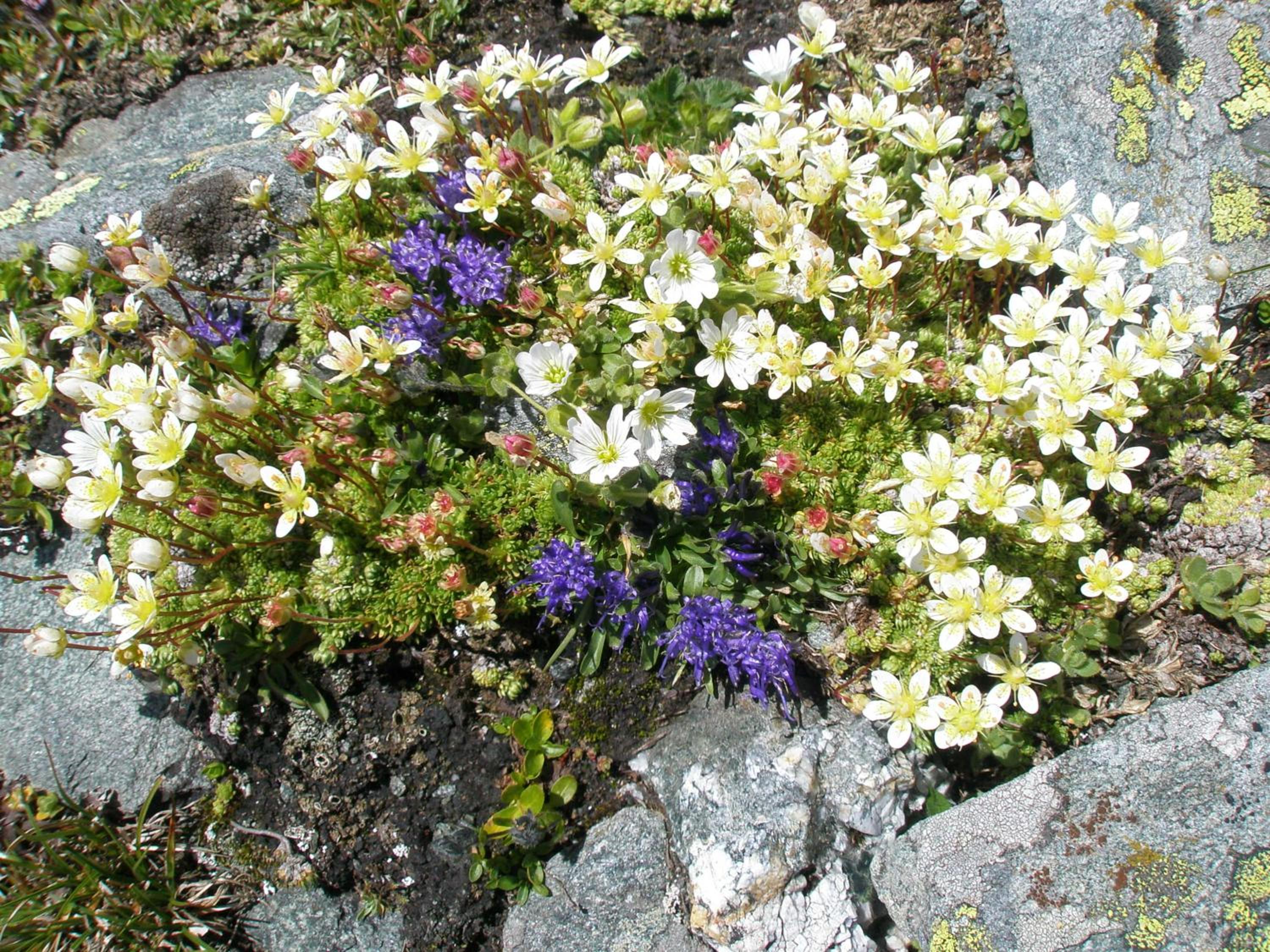 Klampererhof