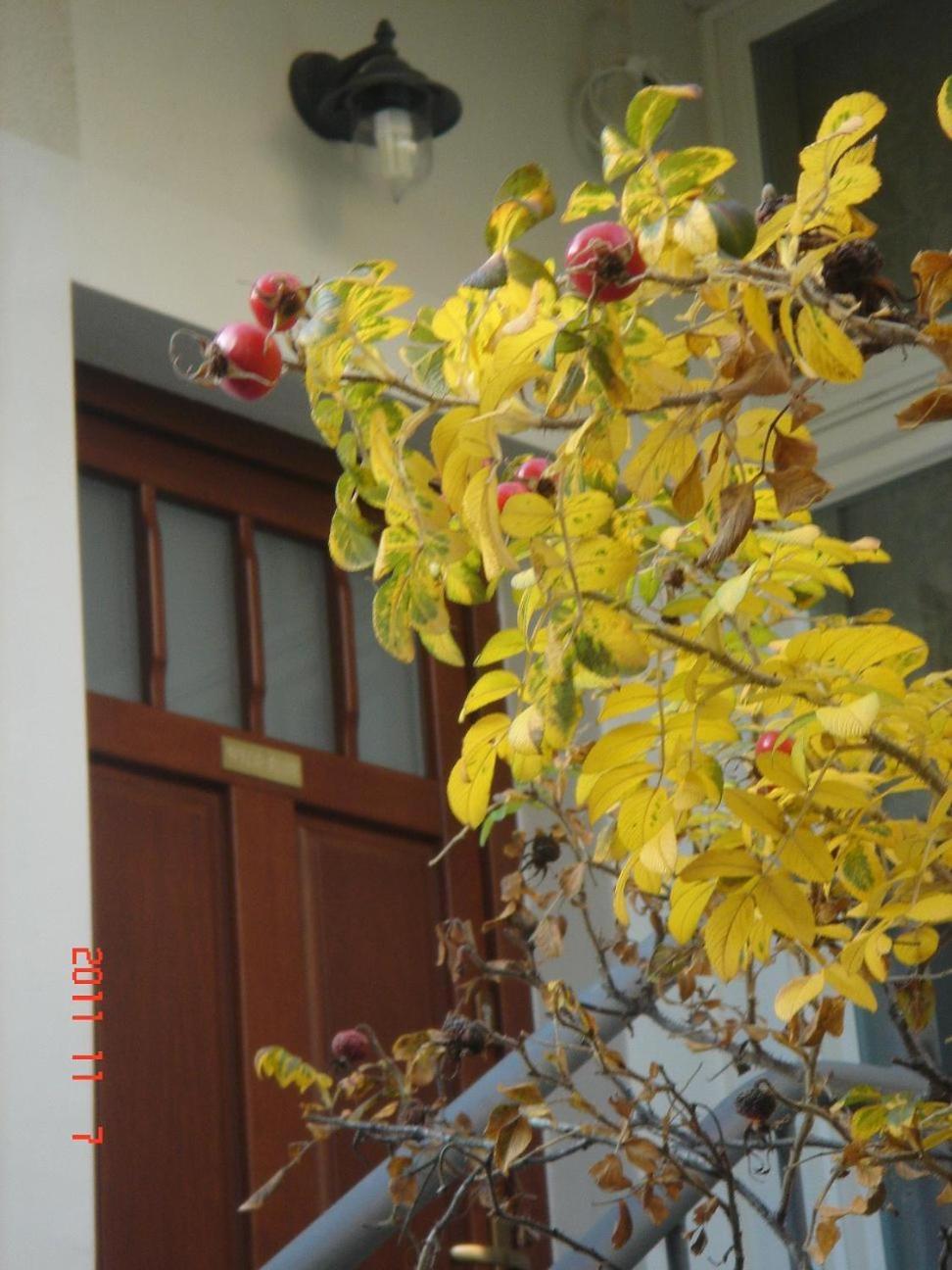 Apartament Wild Rose view 2