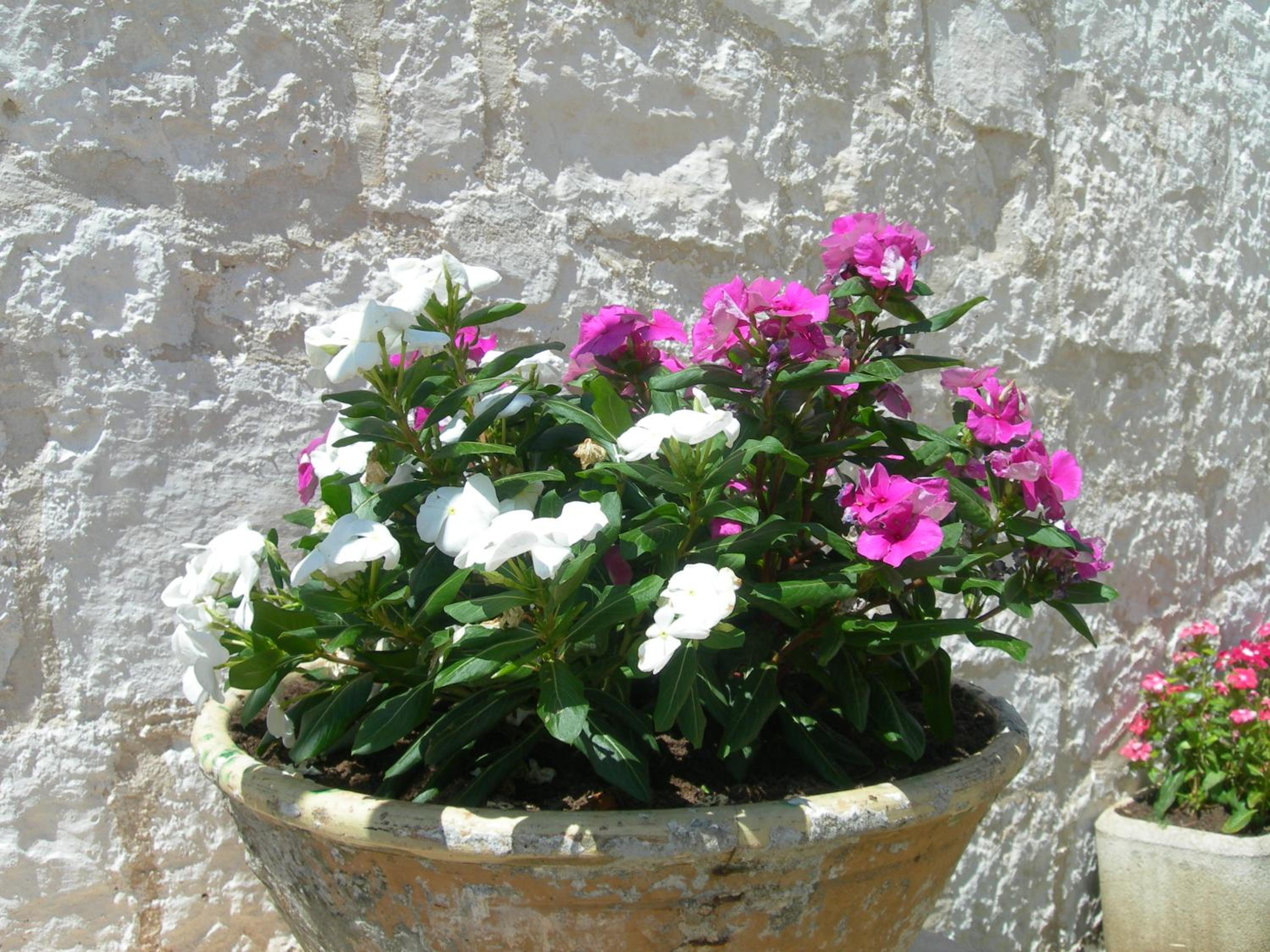 Masseria Montecchie