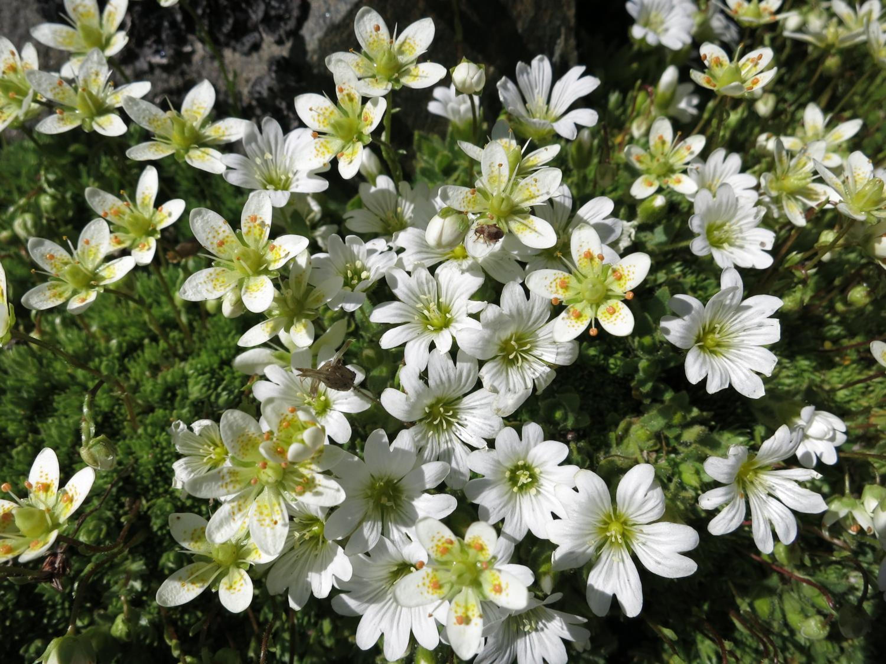 Klampererhof