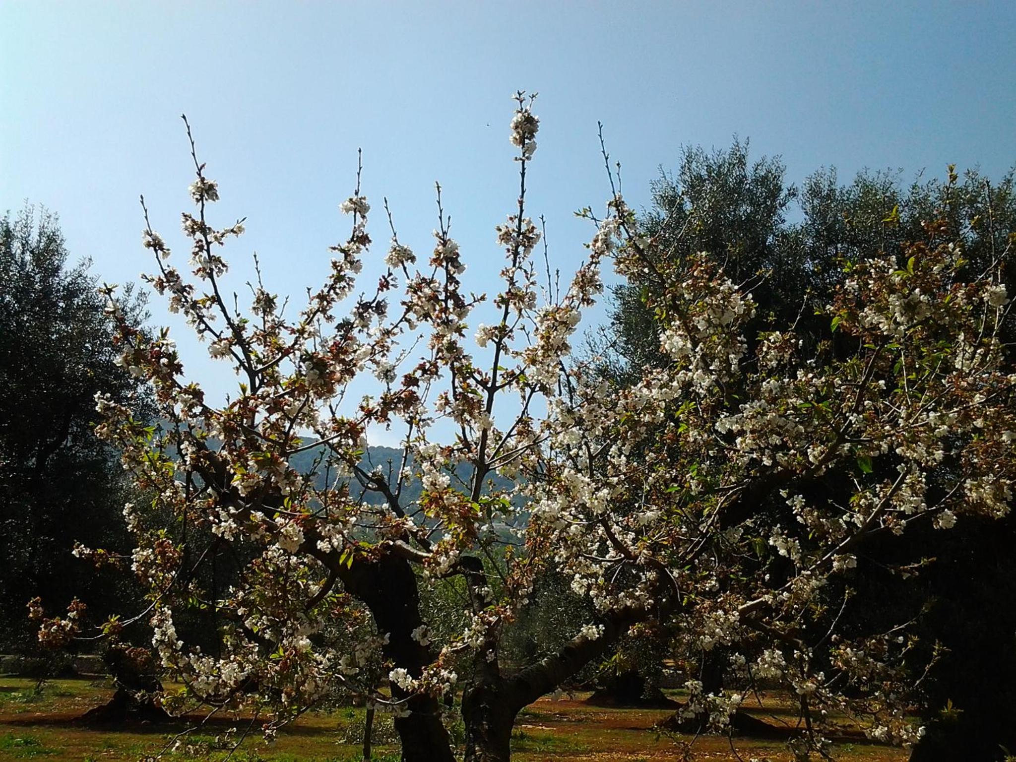 B&B La Collina Degli Ulivi