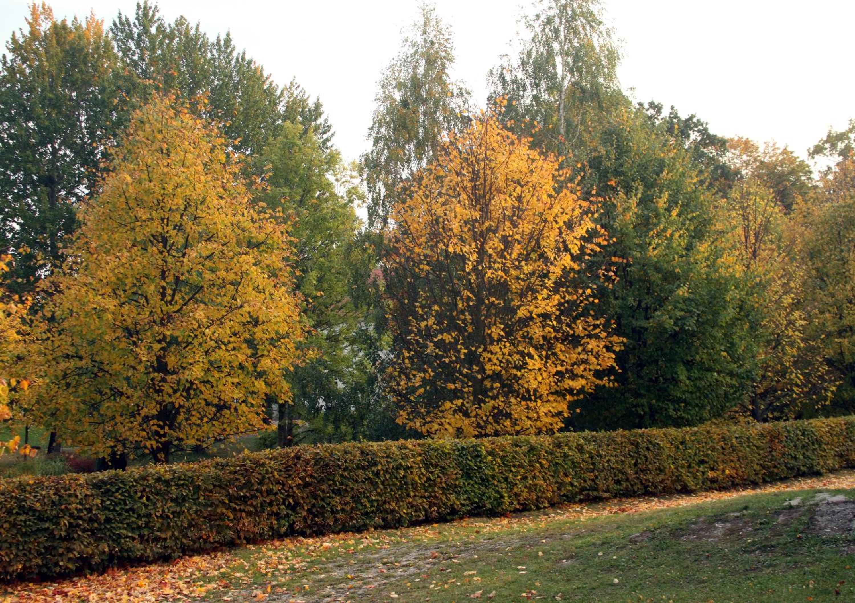 children's play area