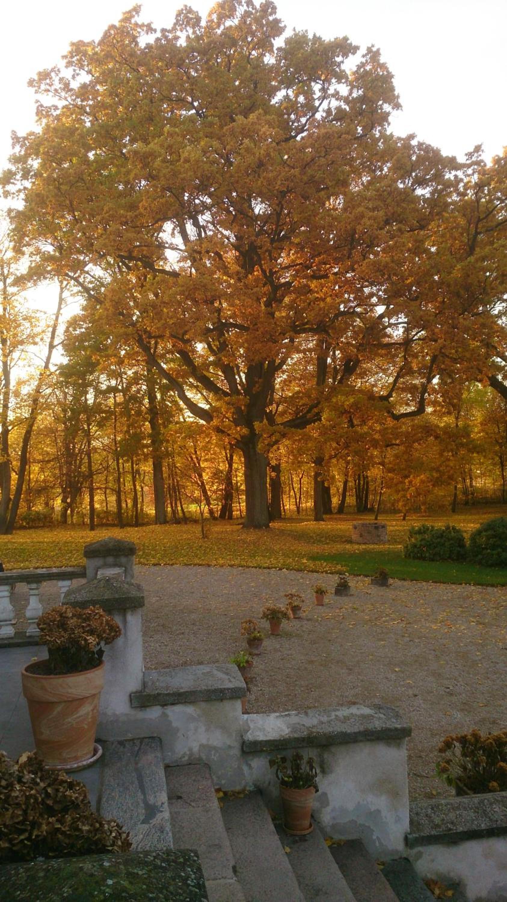 garden