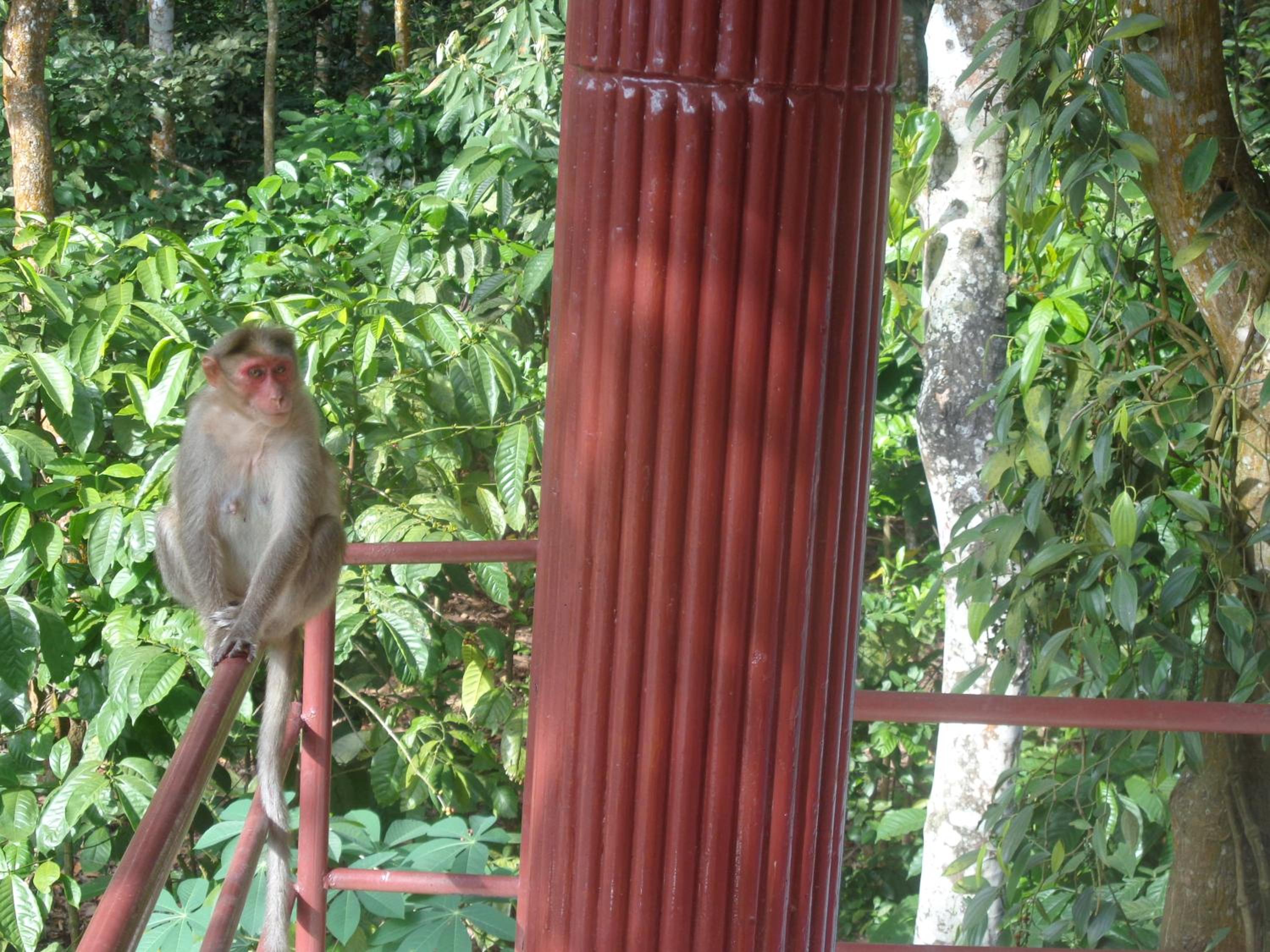 Thekkady Vacations - Jungleparadiso Homestay - Property Image 7
