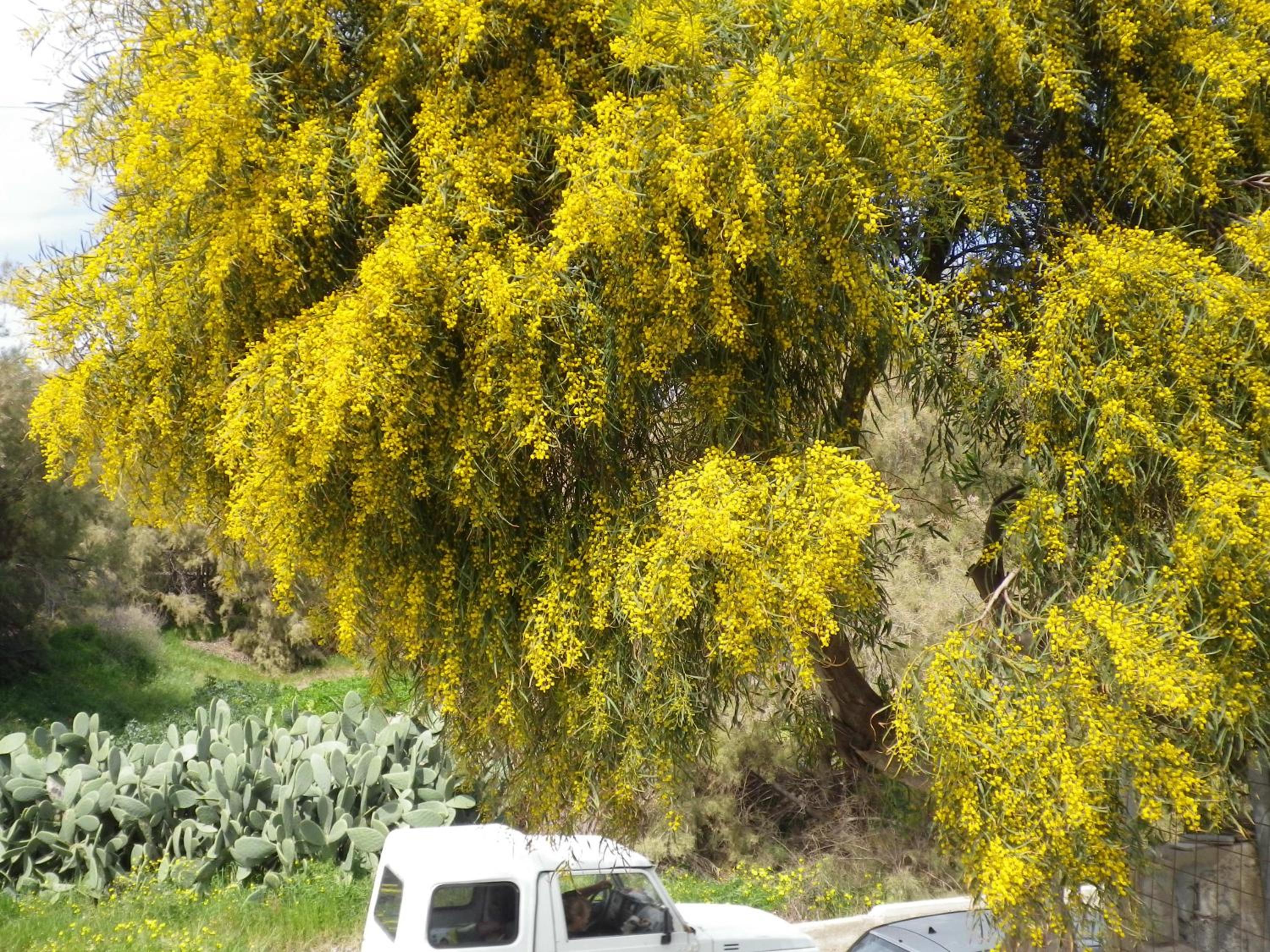 Sea Bliss Villas photo 5