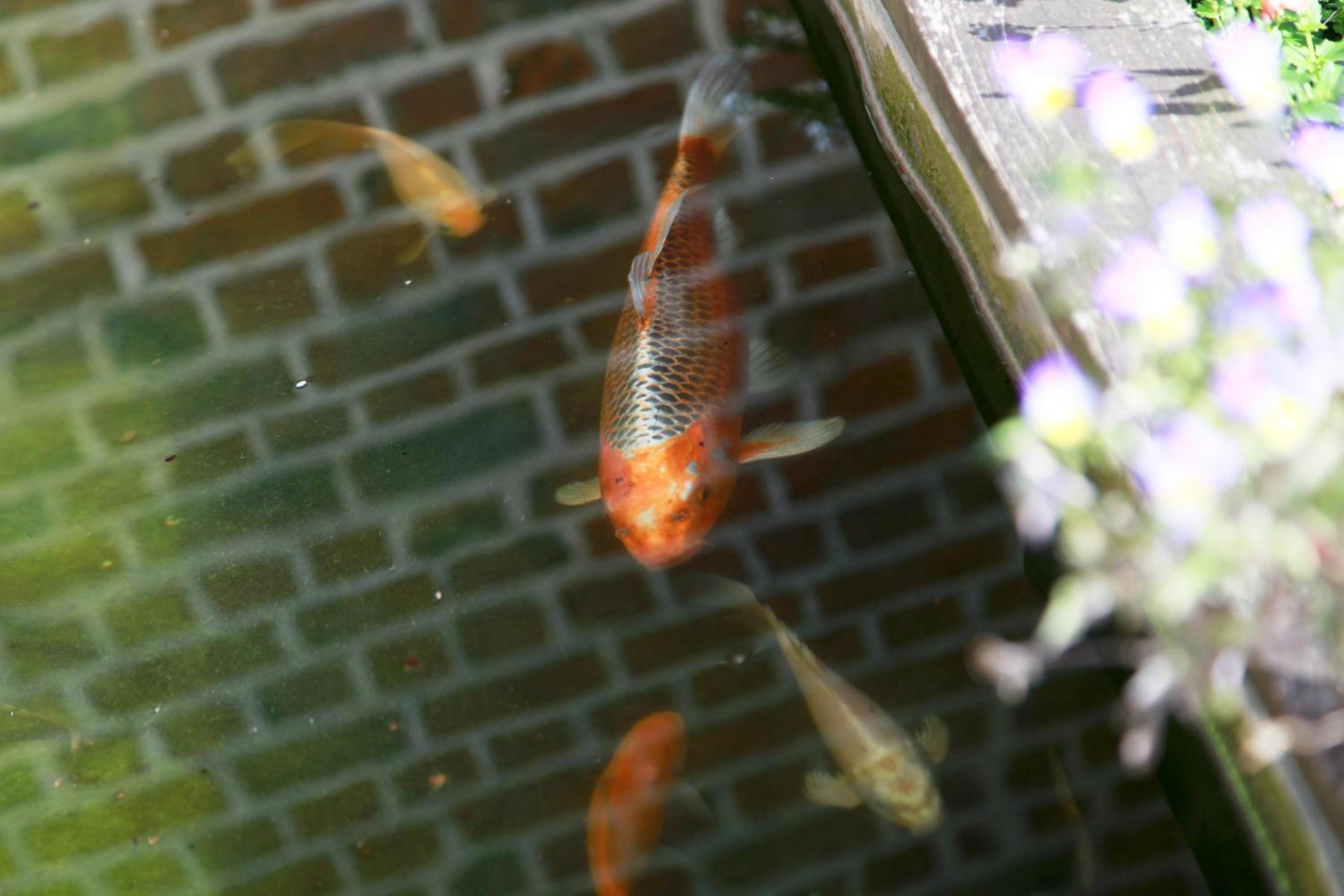 Photo 44