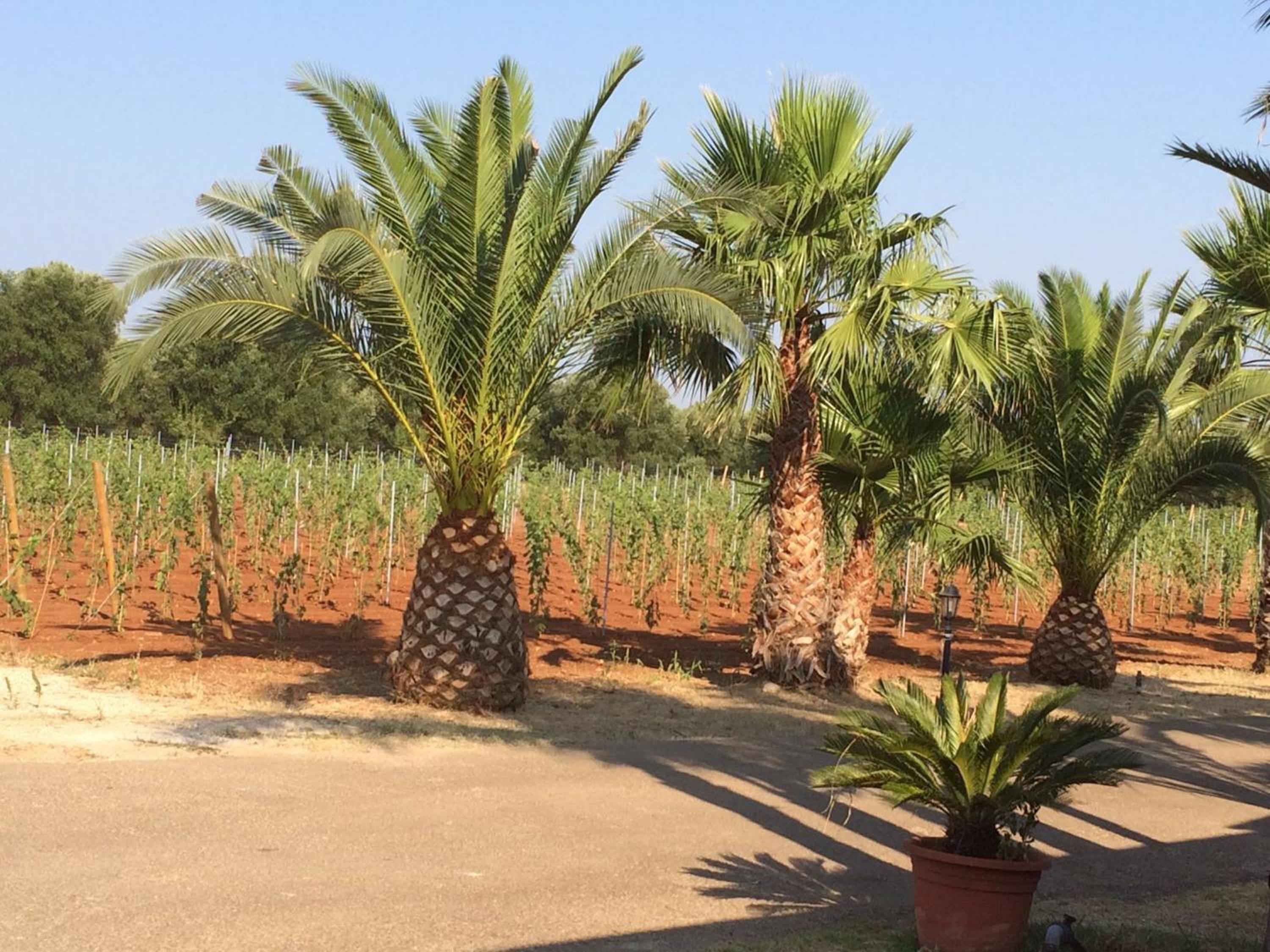 Tenuta Annibale view 4
