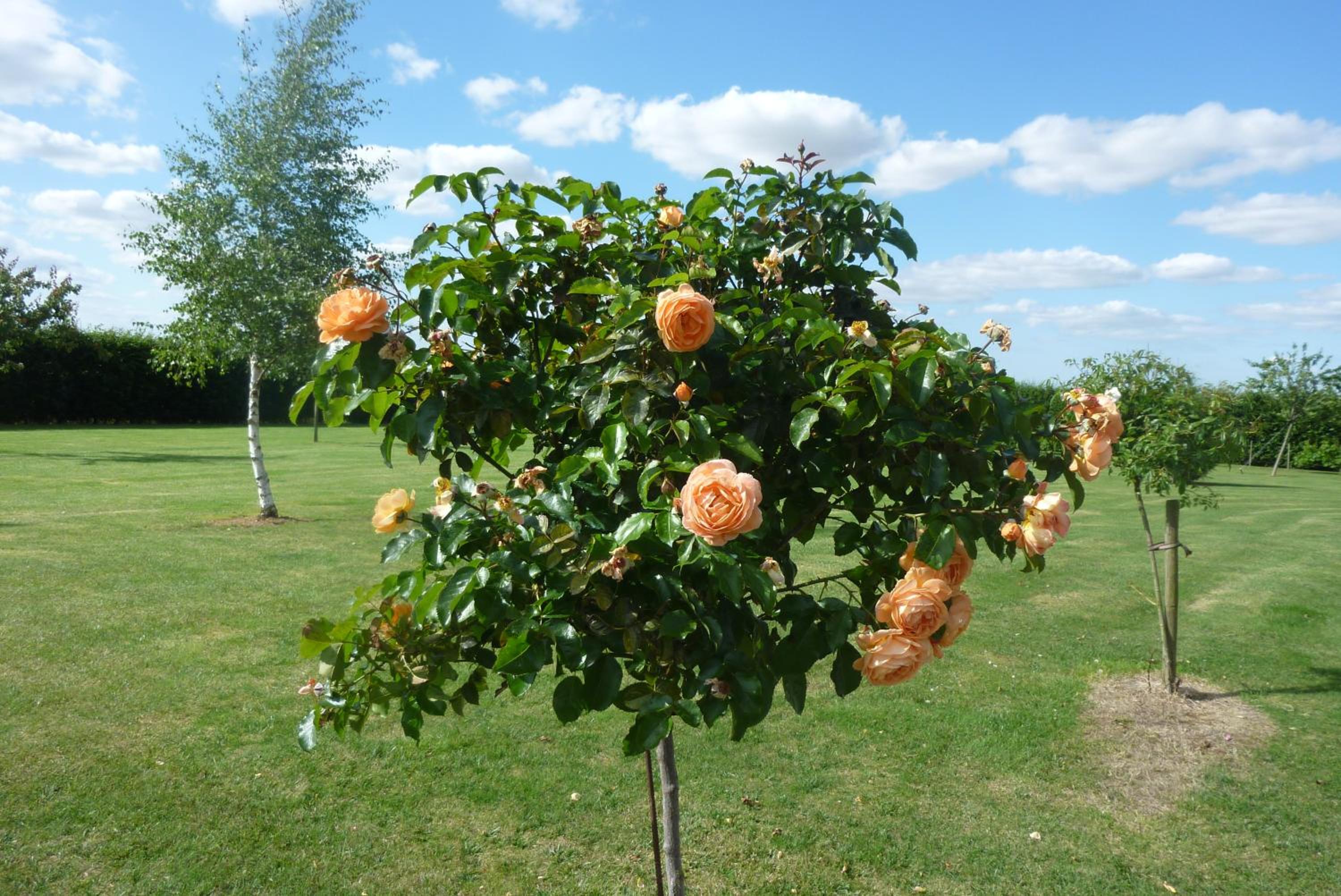 Photo 48