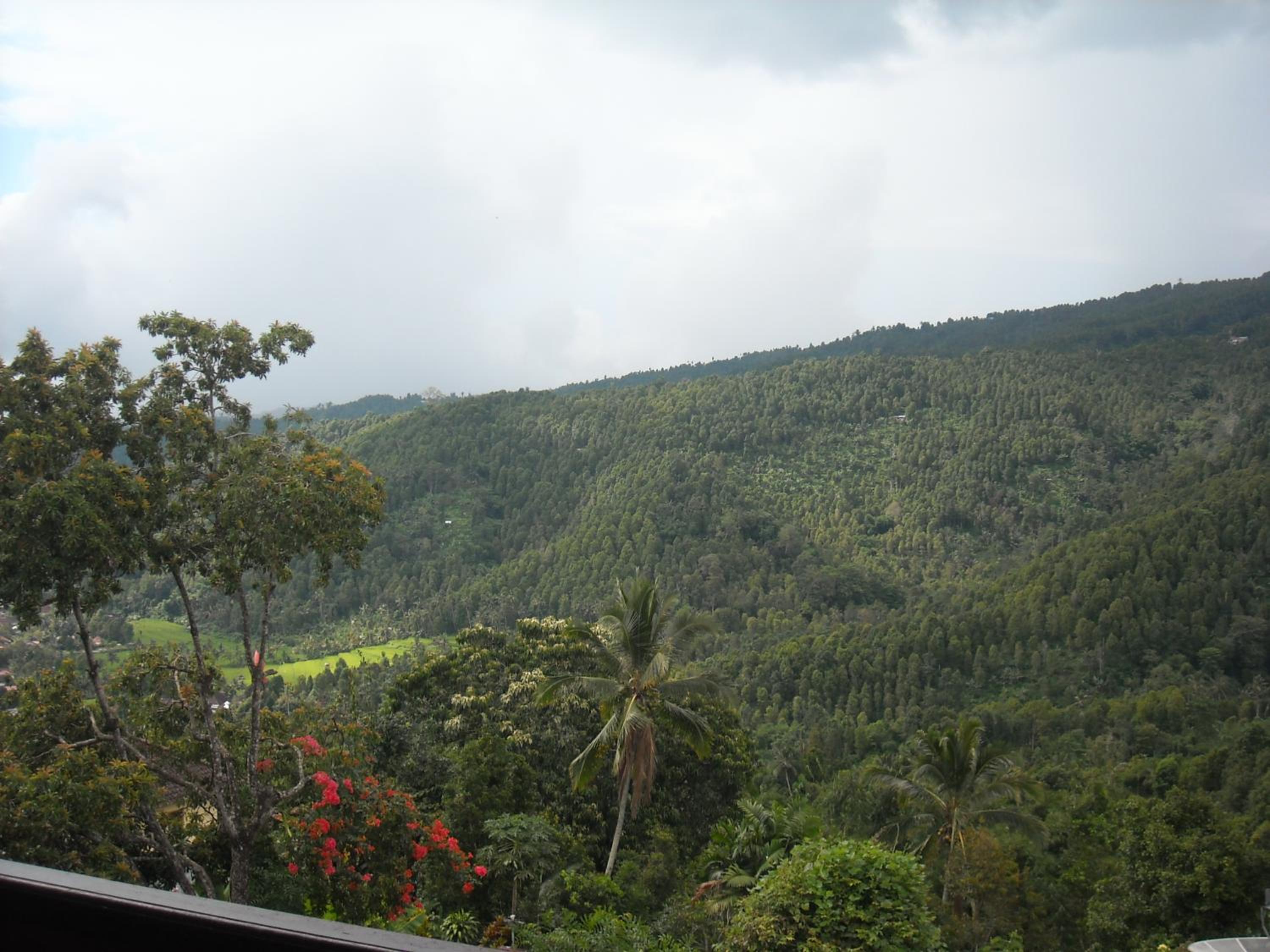 Jojo's Homestay and Warung view 2