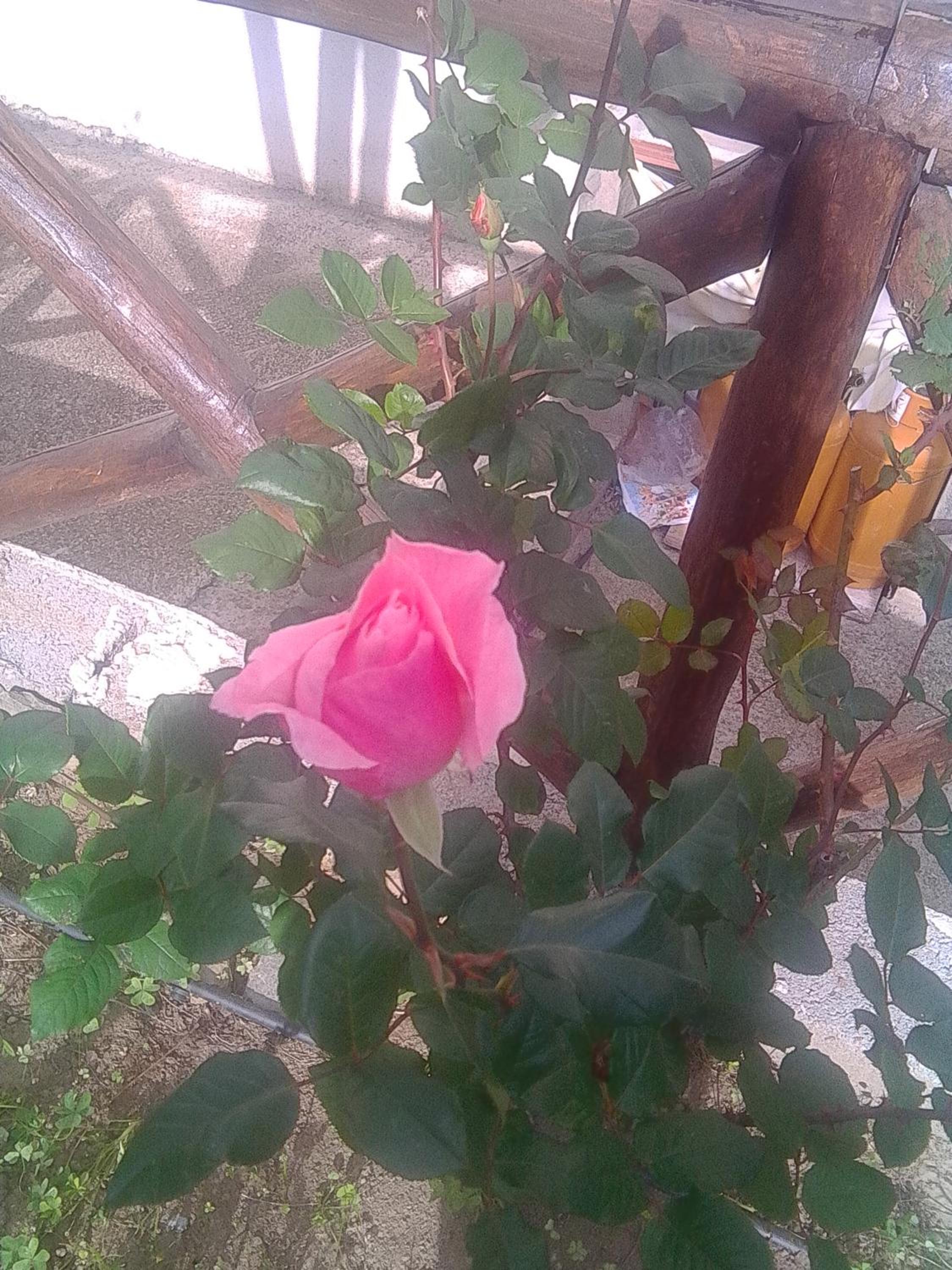 Photo 25