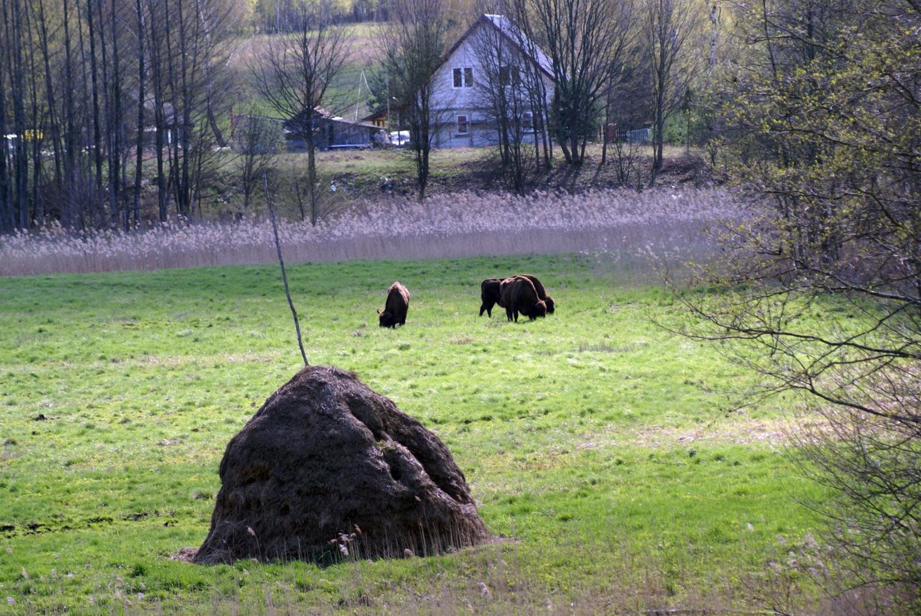 Bojarski Gościniec