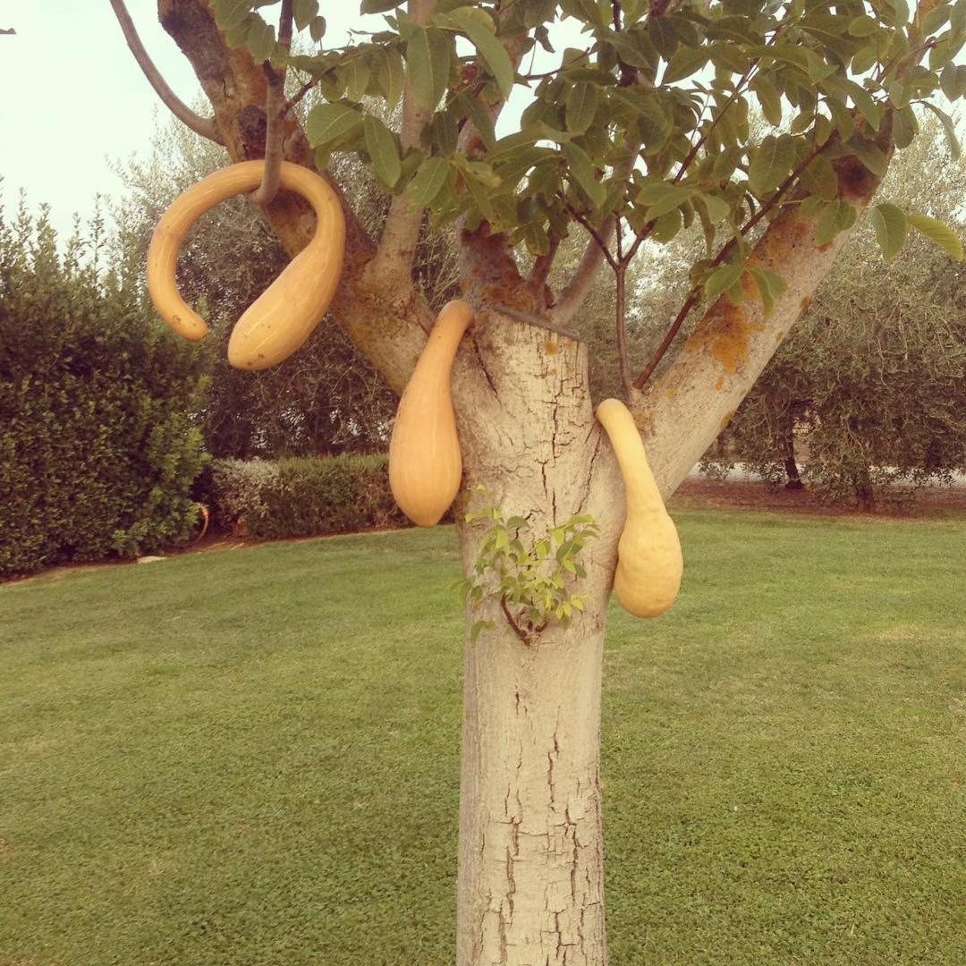 Agriturismo Il Puntoncino