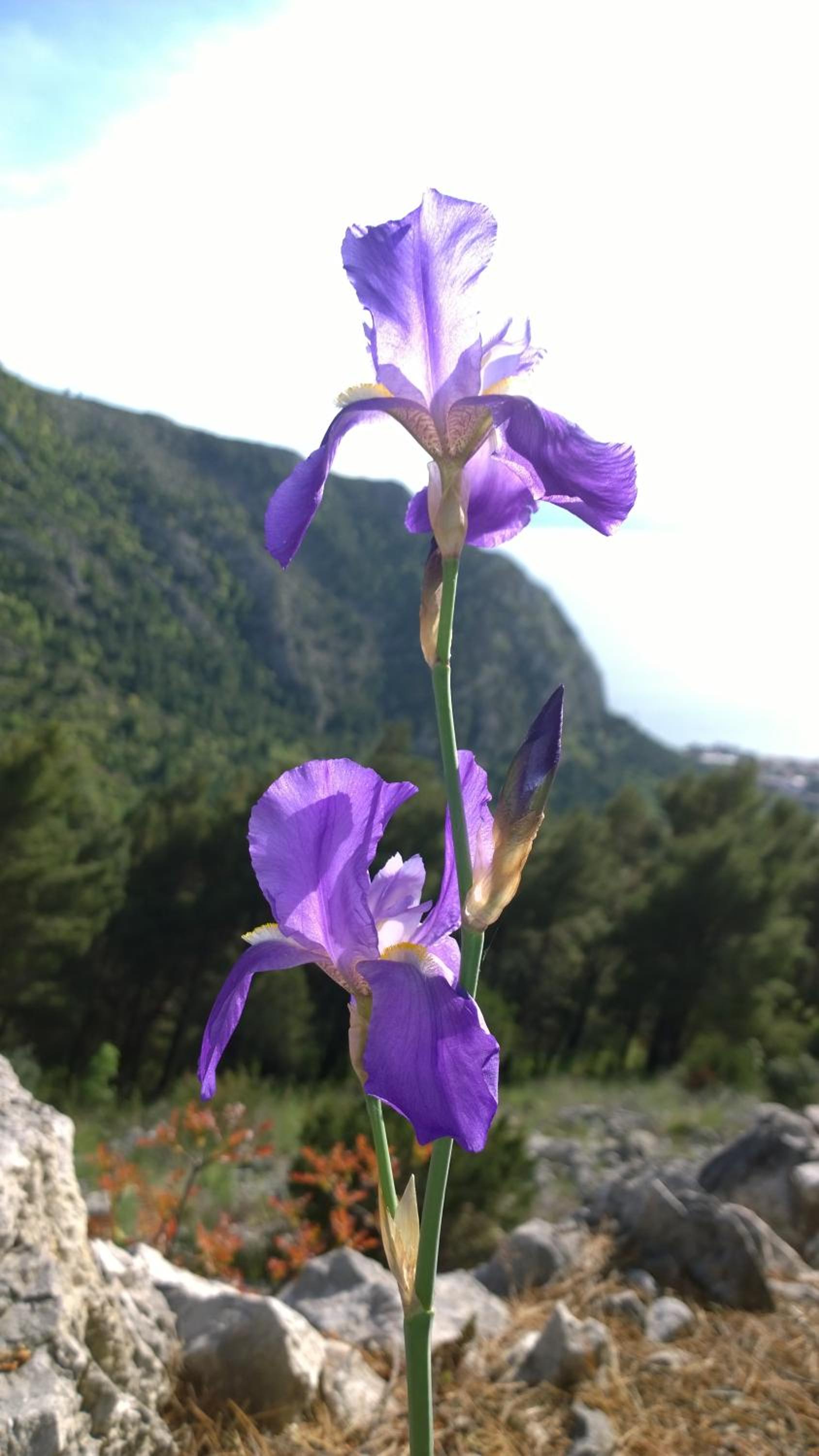 Photo 44
