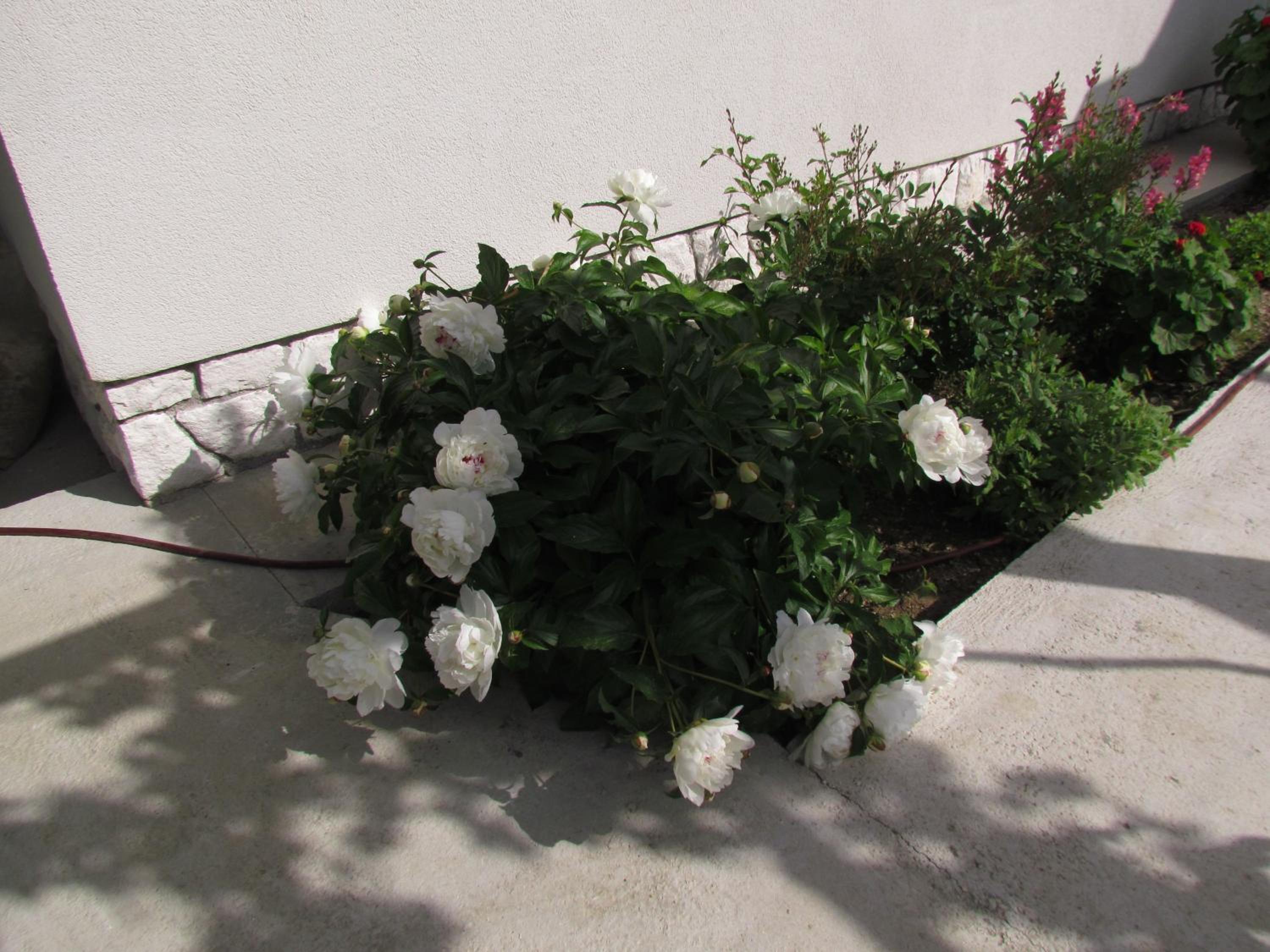 Photo 52