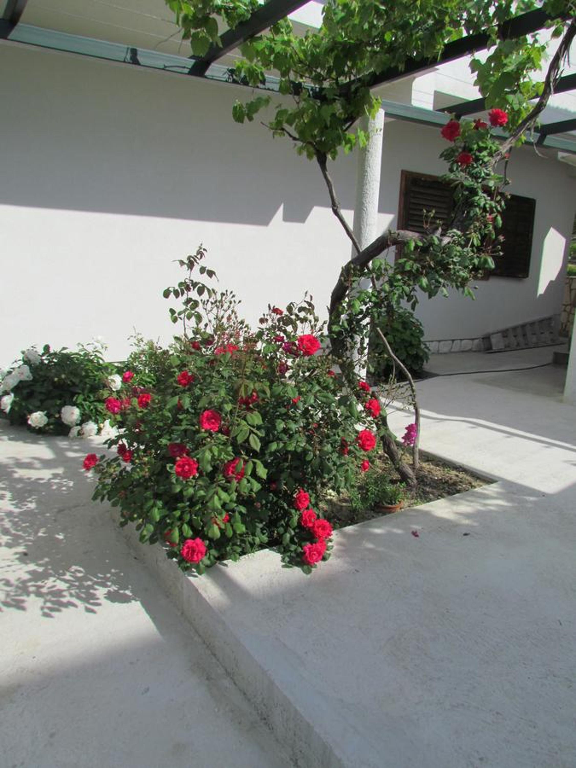 Photo 51