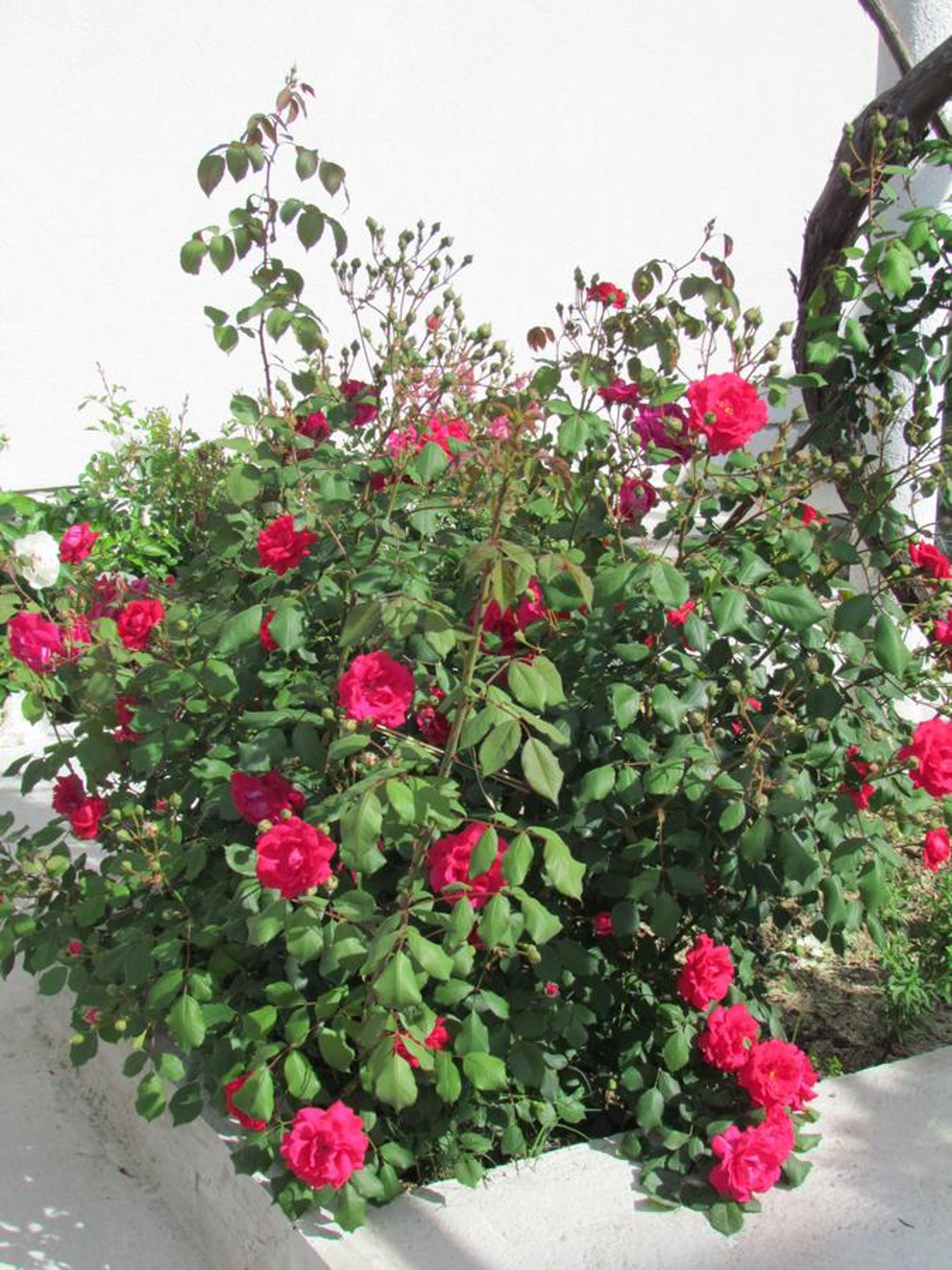 Photo 91