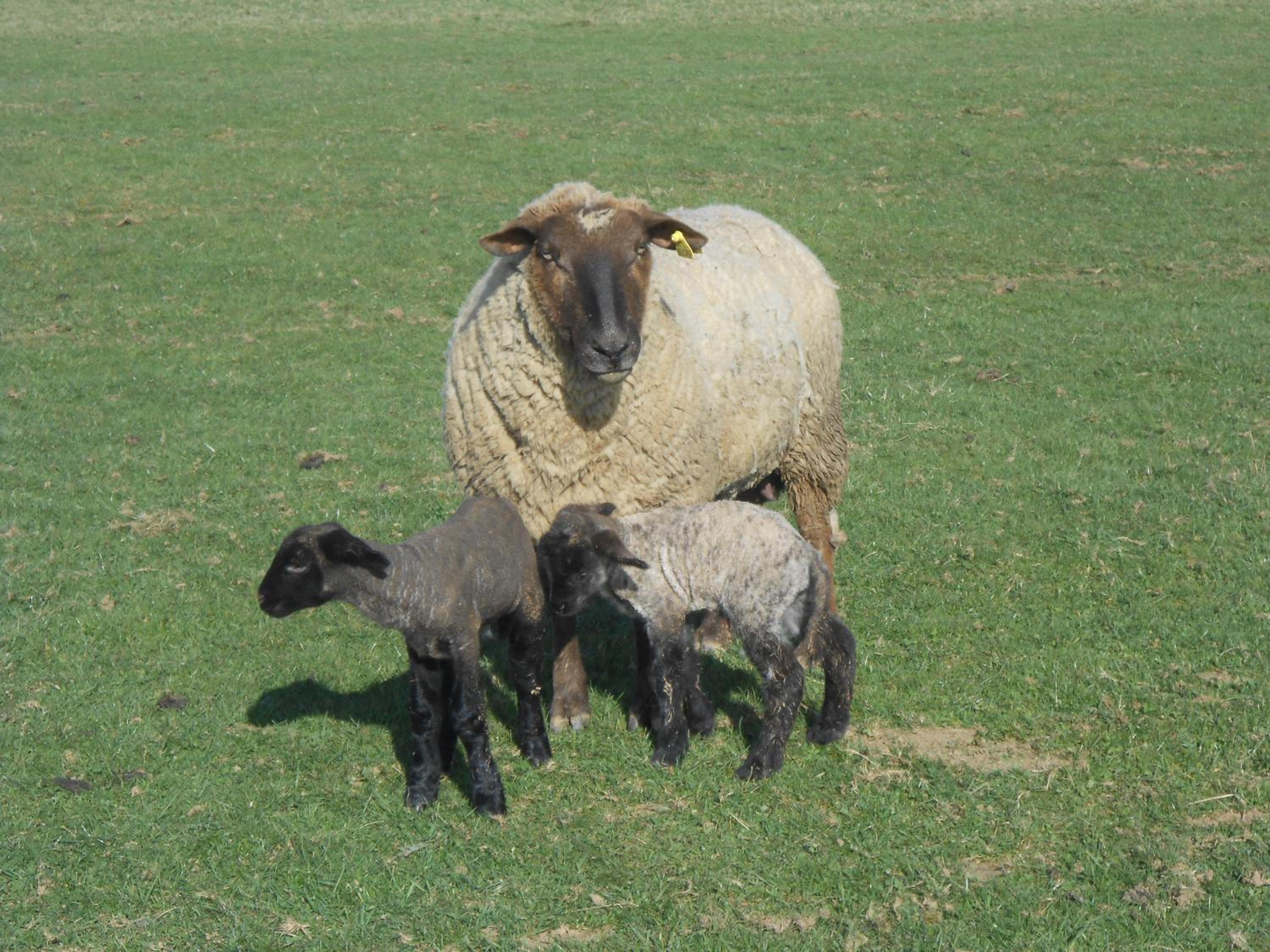 La Ferme des 3 Suissesses