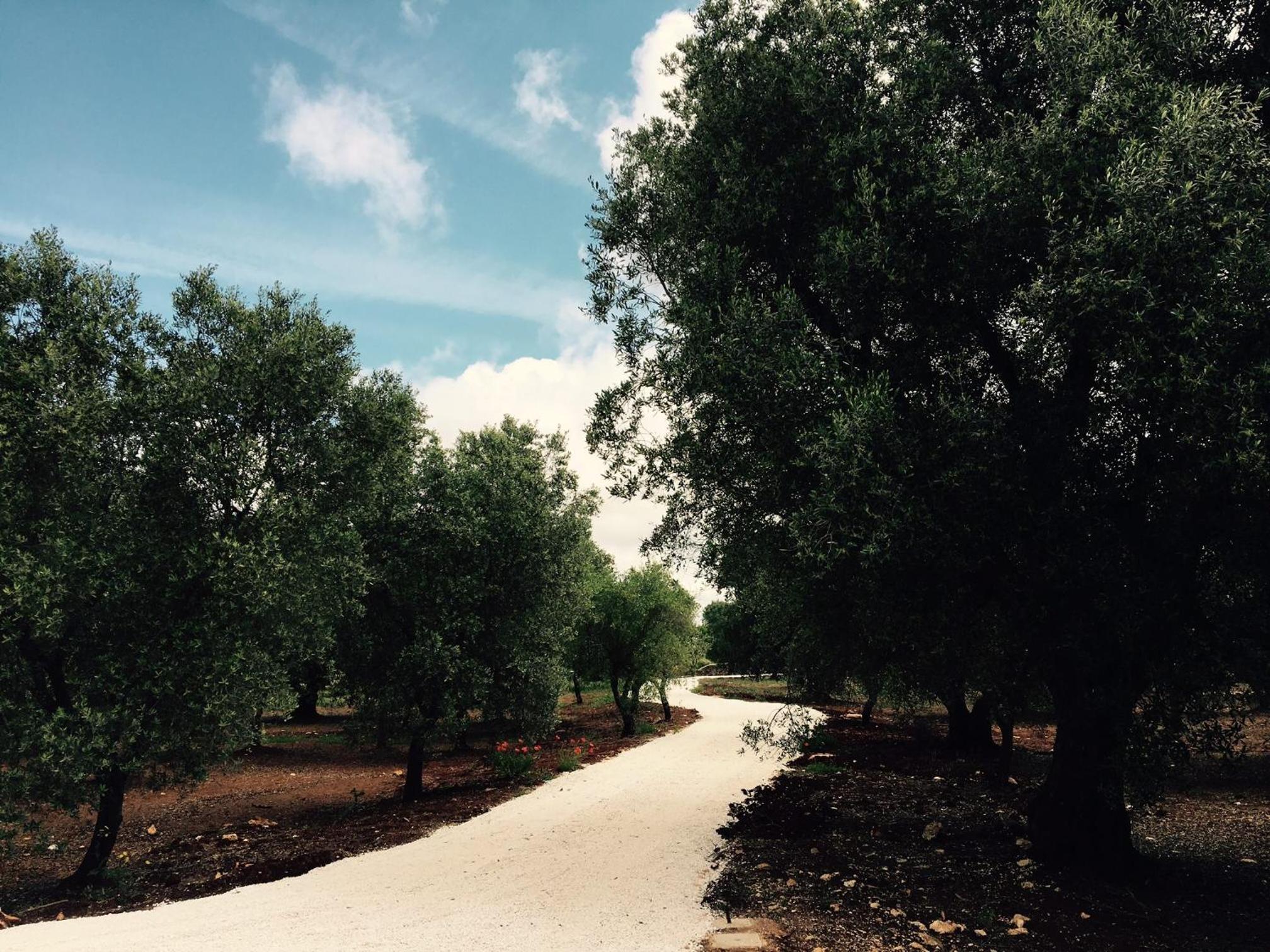 Fikus - the Apulian B&B view 2